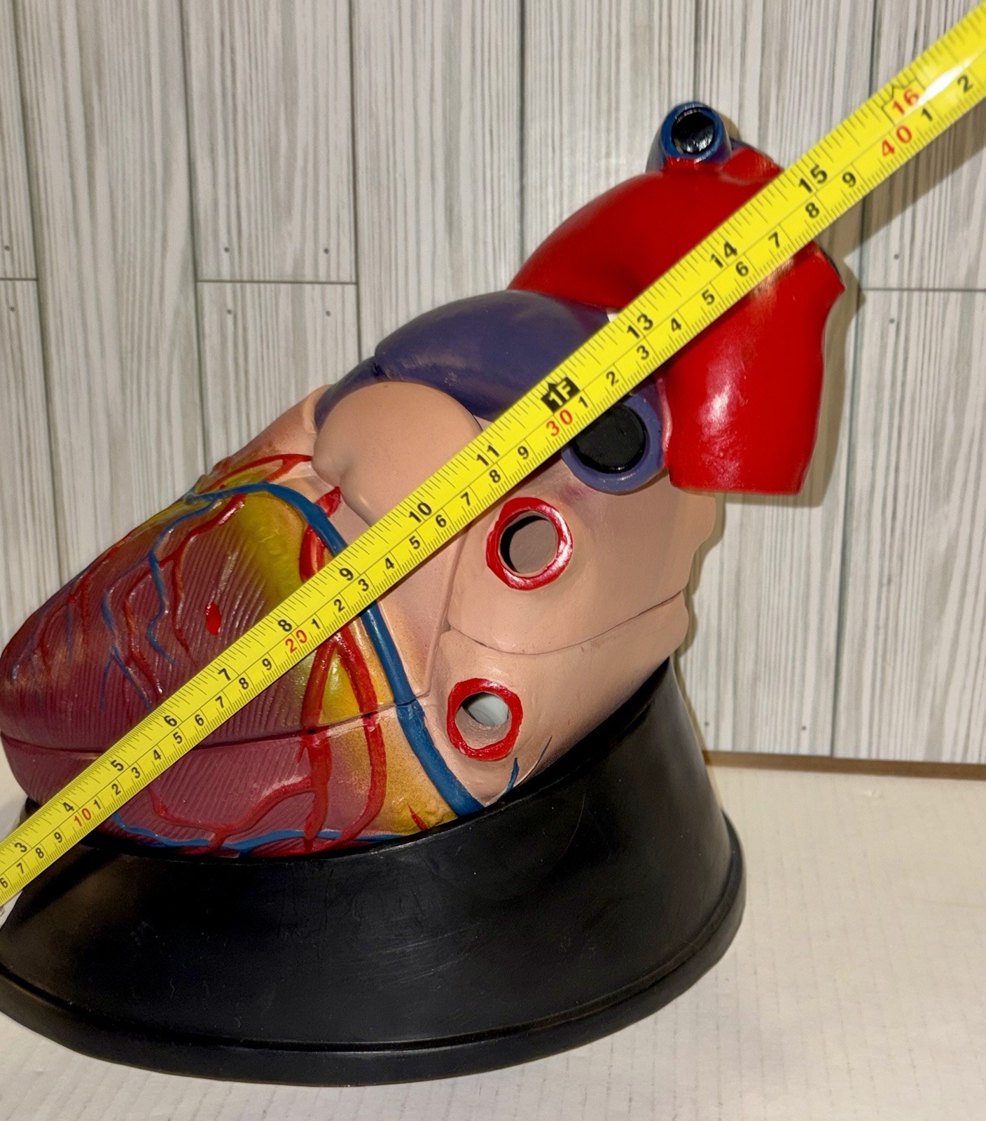 Dissectible Human Anatomical Jumbo Heart Model 7 Piece + Base Teaching Model