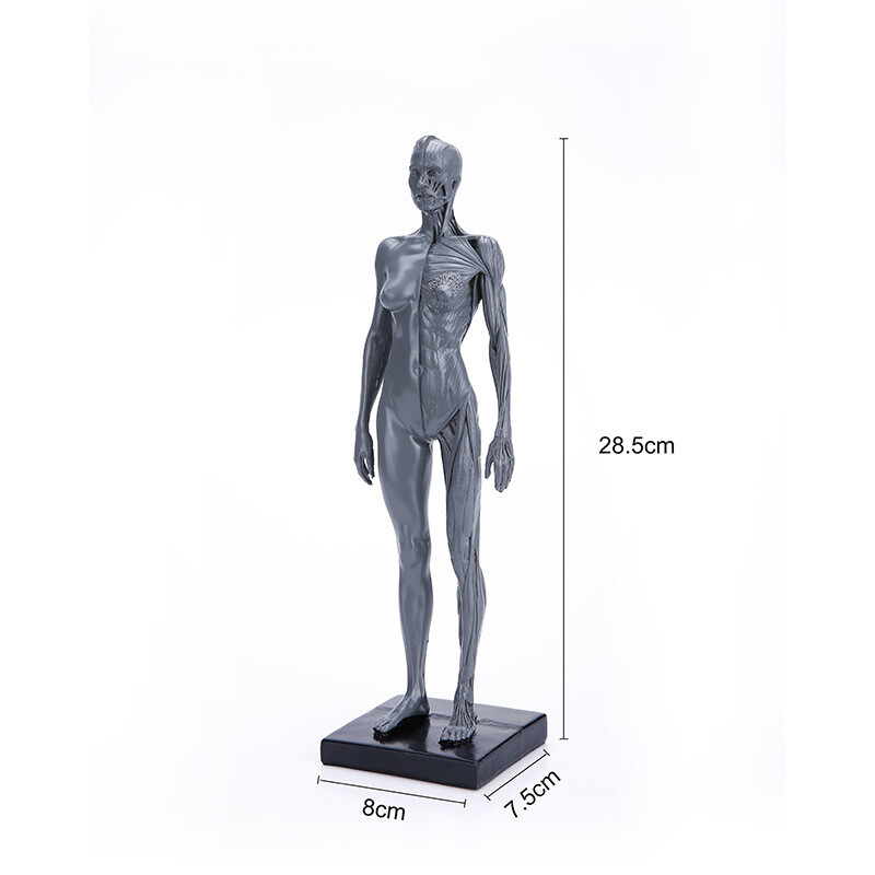 30cm Human Skeleton Anatomical Model Female Anatomy Skull Muscle Bone Model