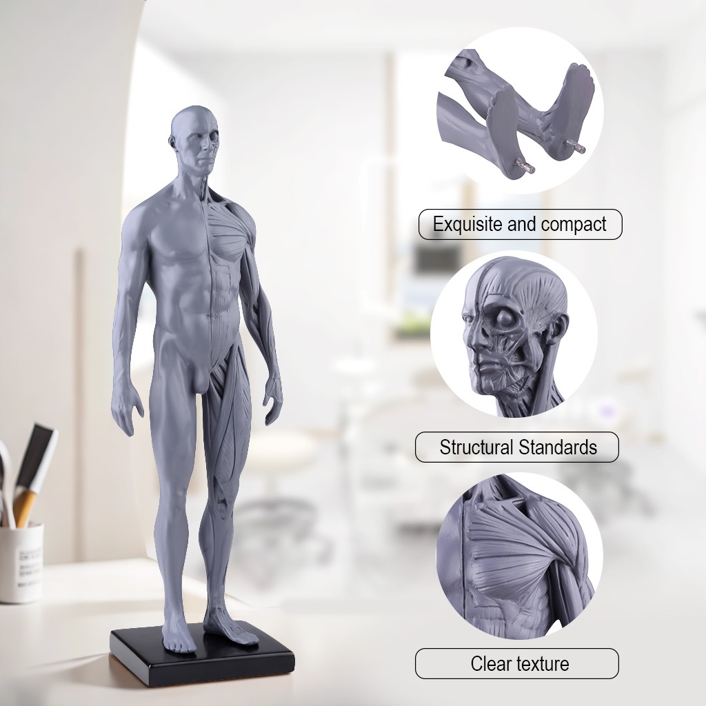 30cm Gray Human Anatomy Model Muscles & Bones for Medical Study & Art Sculpture