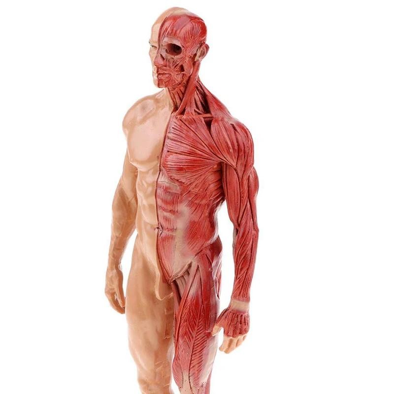 30cm Male Female Resin Human Anatomy Muscle Skeleton Model for Biologia Surgical