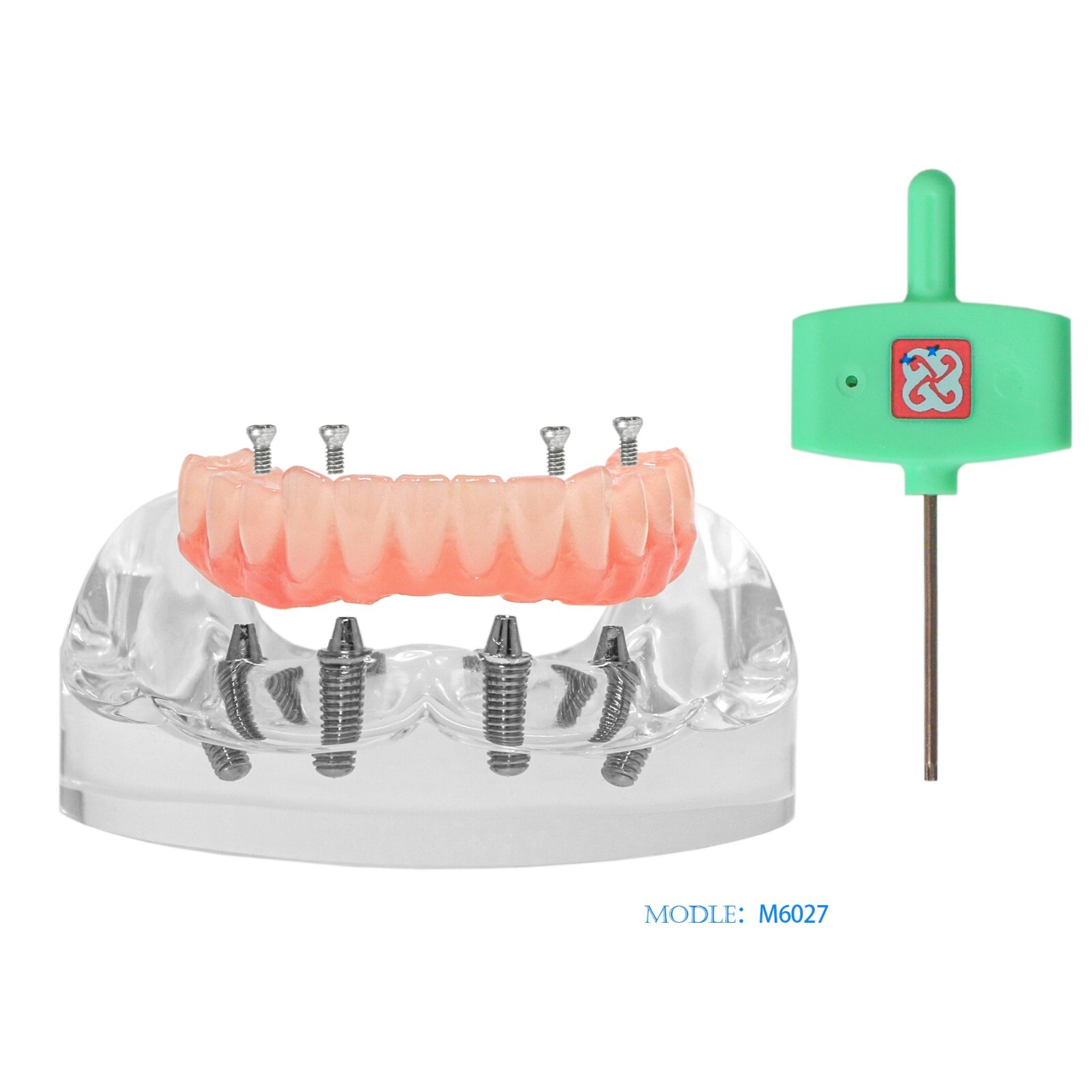 Dental Transparent Lower Jaw Malone Bridge All-on-4 Overdenture Typodont Model