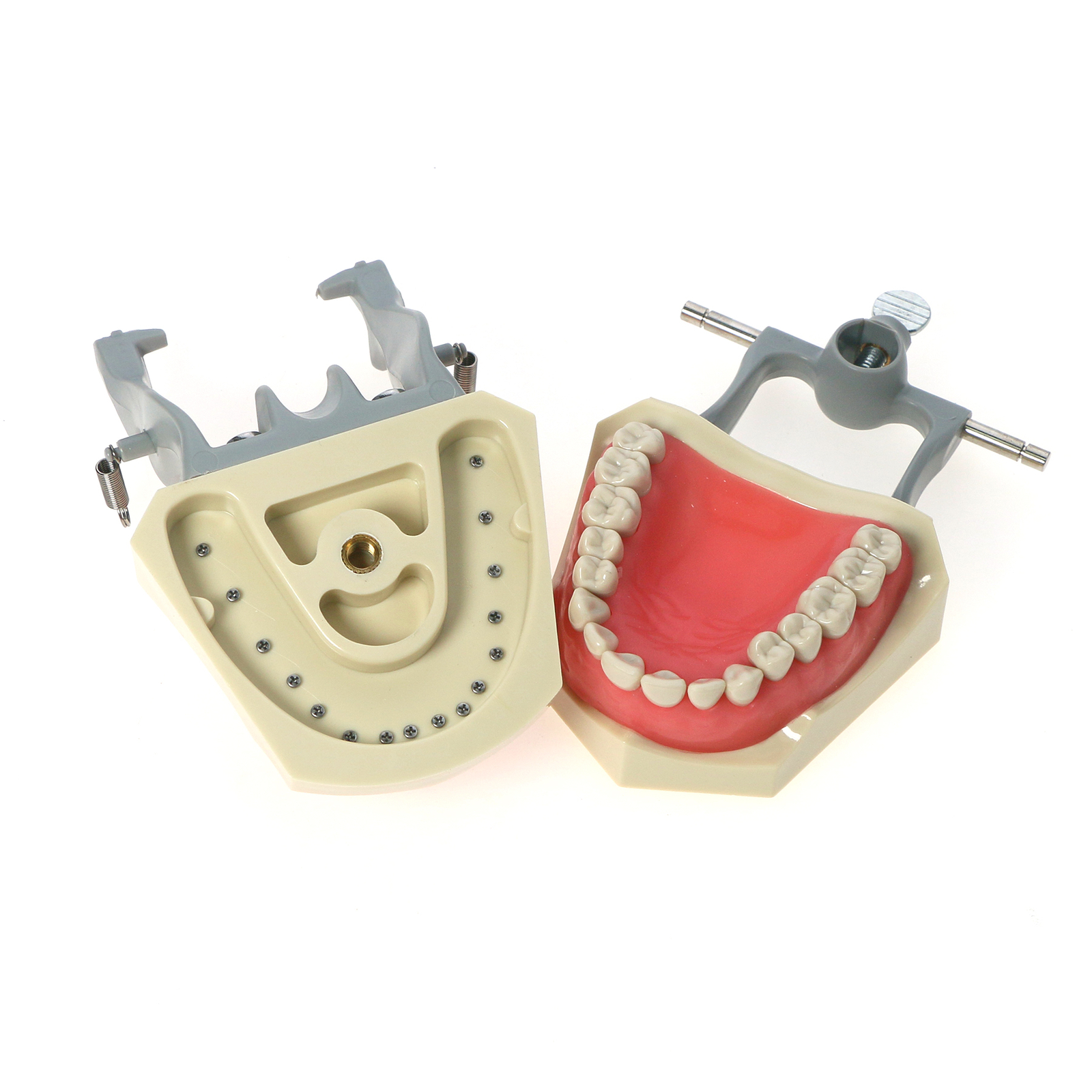 32pcs Columbia Dentoform Dental Typodont Model Removable Teeth Soft Gingiva Pole