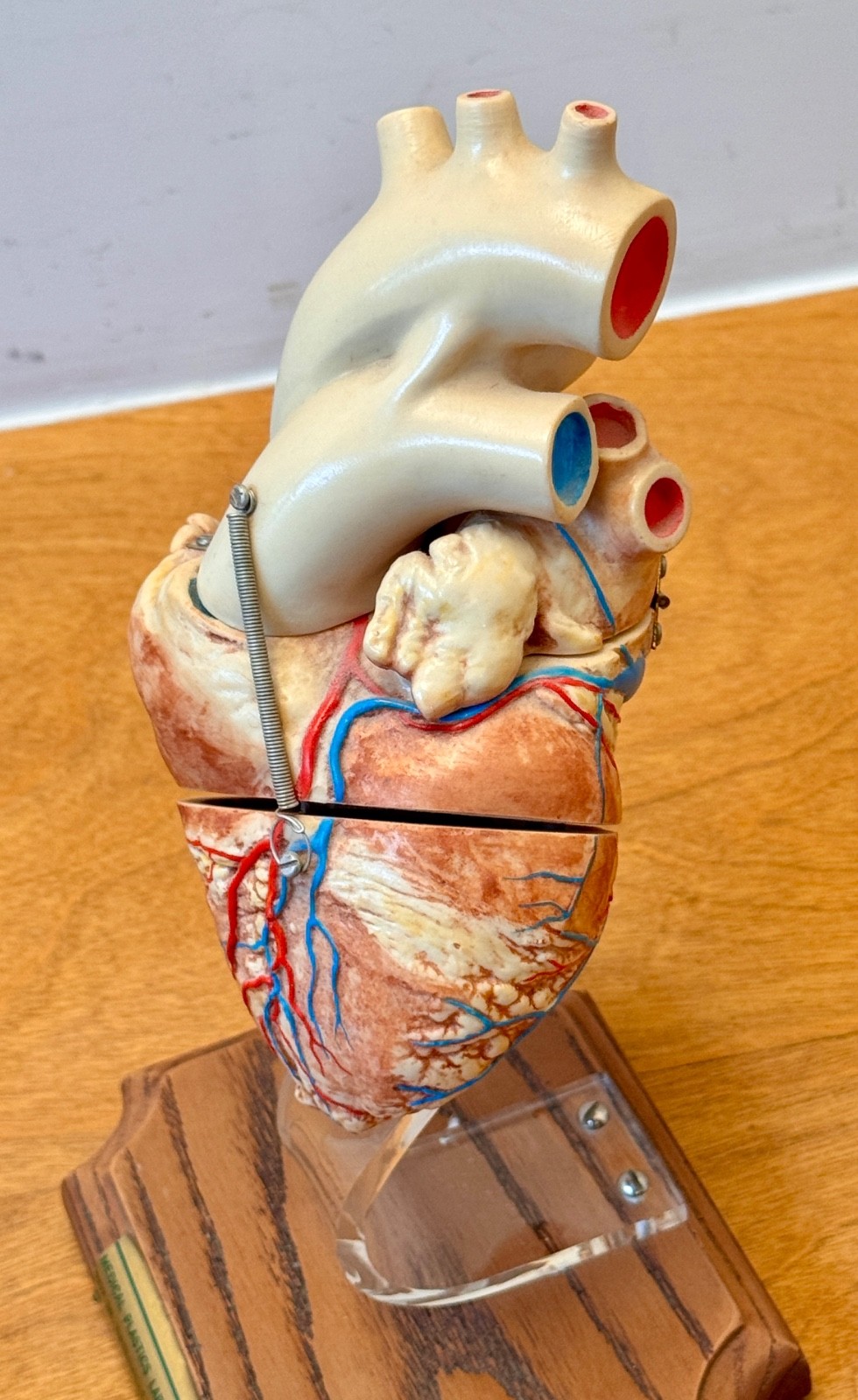 1970s Medical Plastics Laboratory Hinged Human Heart Model Sculpture Vtg Anatomy