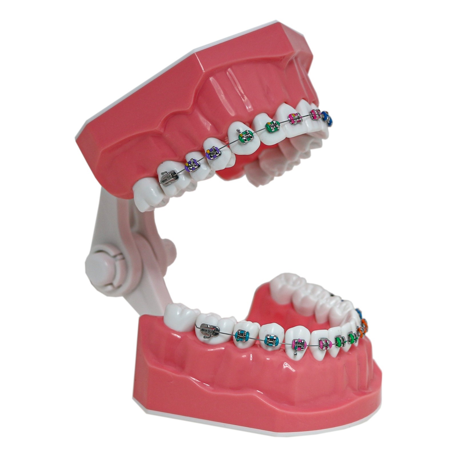 US Dental Typodont 1:1 Teeth Model with/without Orthodontic Brackets Brushing