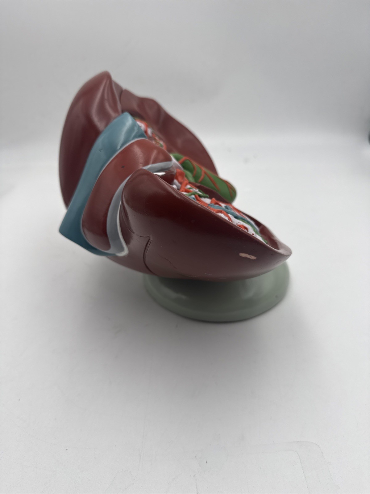Denoyer Geppert A51 Liver Circulation and Gallbladder Model Autographed Anatomy