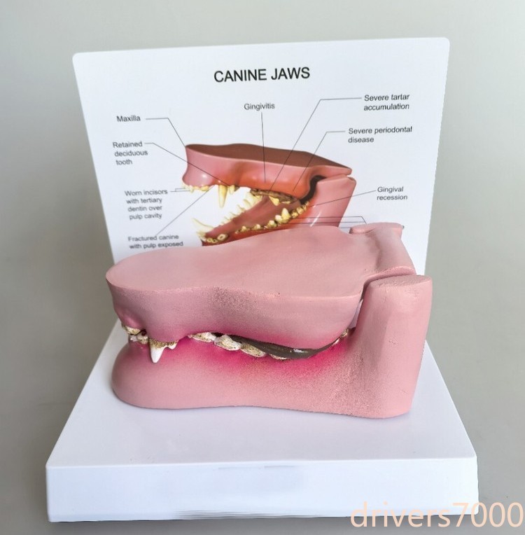 Dog Sick Teeth Anatomy Model Canine Jaws Veterinary Teaching with Base Display