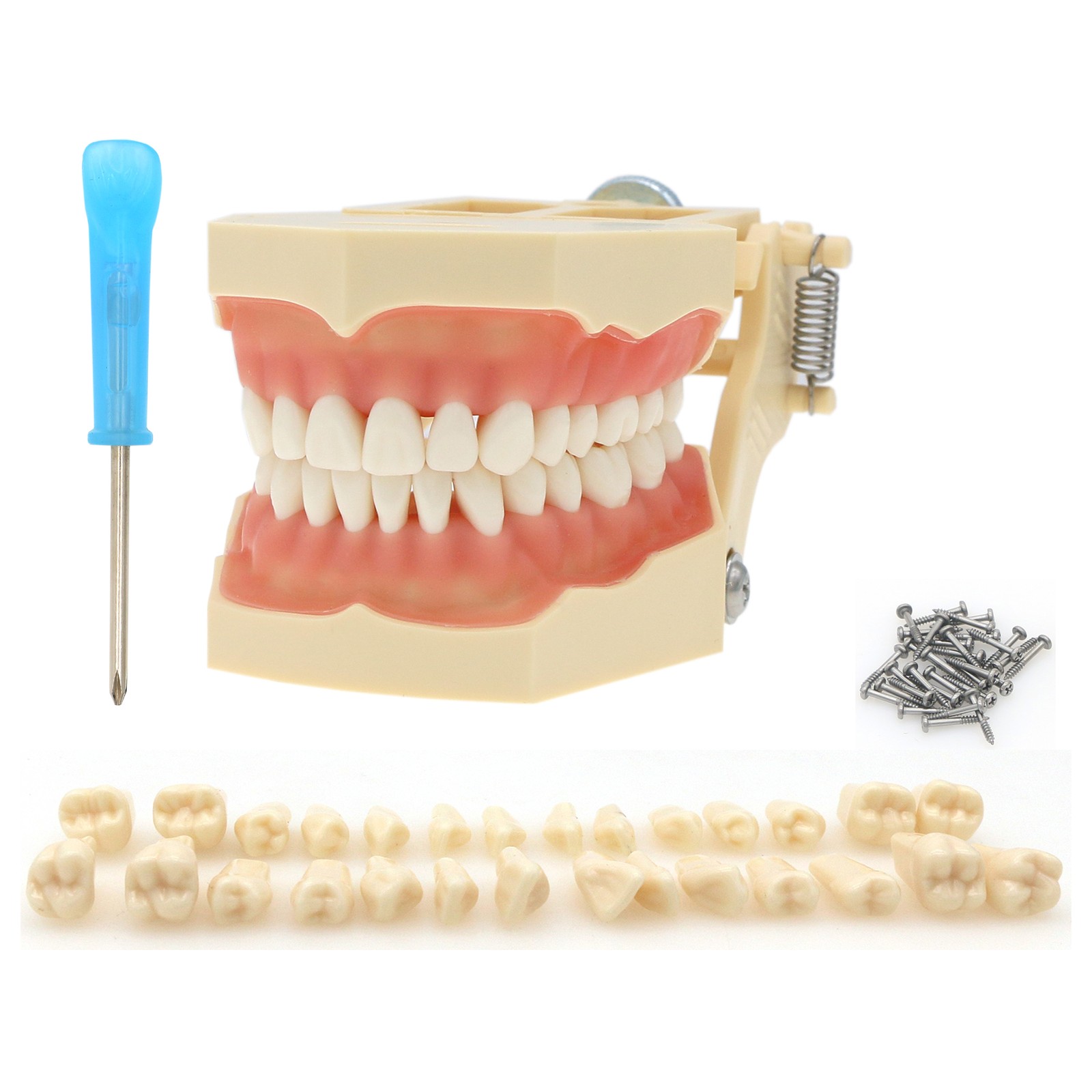 Multi-Type Dental Teaching Typodont Model Ortho/Implant/Pathology Practice Demo