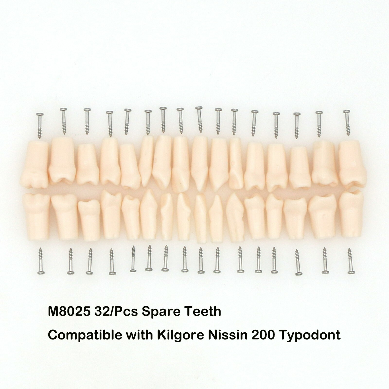 US Dental Typodont Replacement Screw-in Teeth Model fit Kilgore NISSIN 200 Type