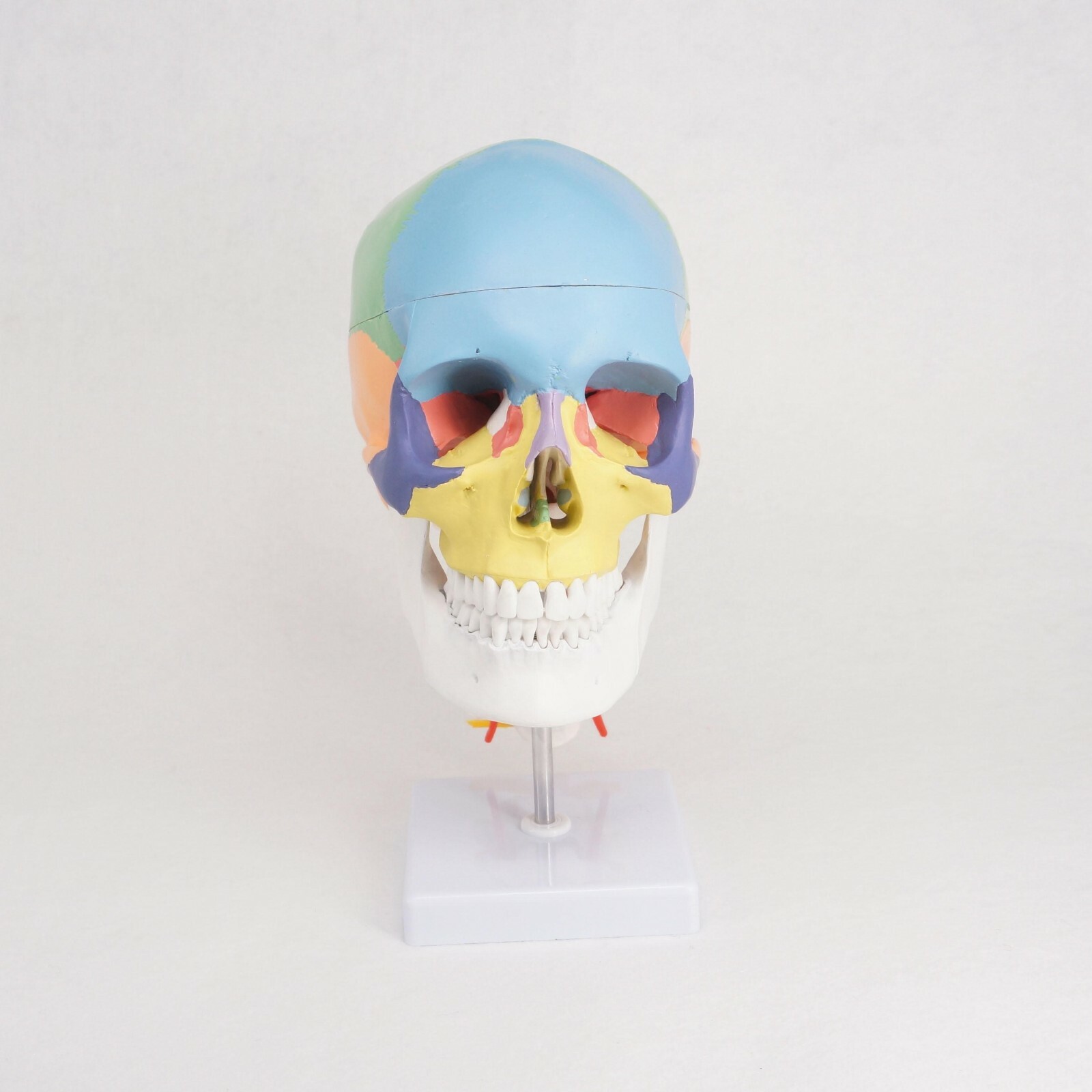 Human Anatomy Skeleton Anatomical Model with Colored Bones Cervical Vertebra US