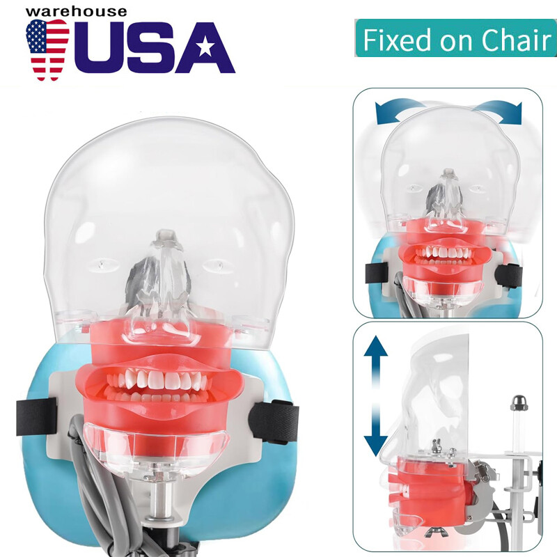 Mannequin Head Fixed on Chair，for Dental SchoolEducation Practical Demonstration