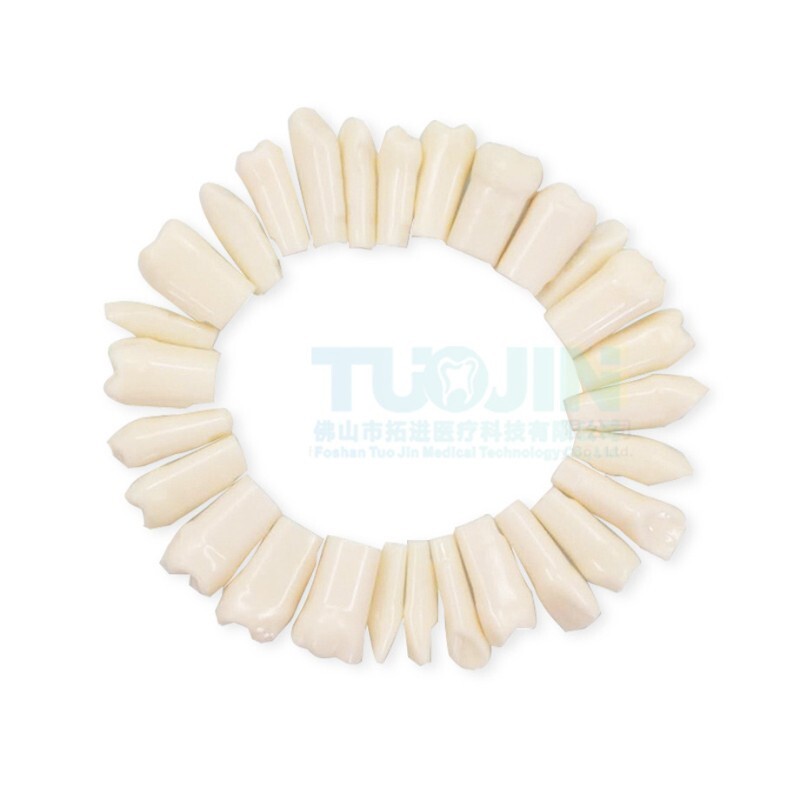 Dental Practice Typodont Teeth Model Removable Teeth 28 pcs Kilgore Nissin 200