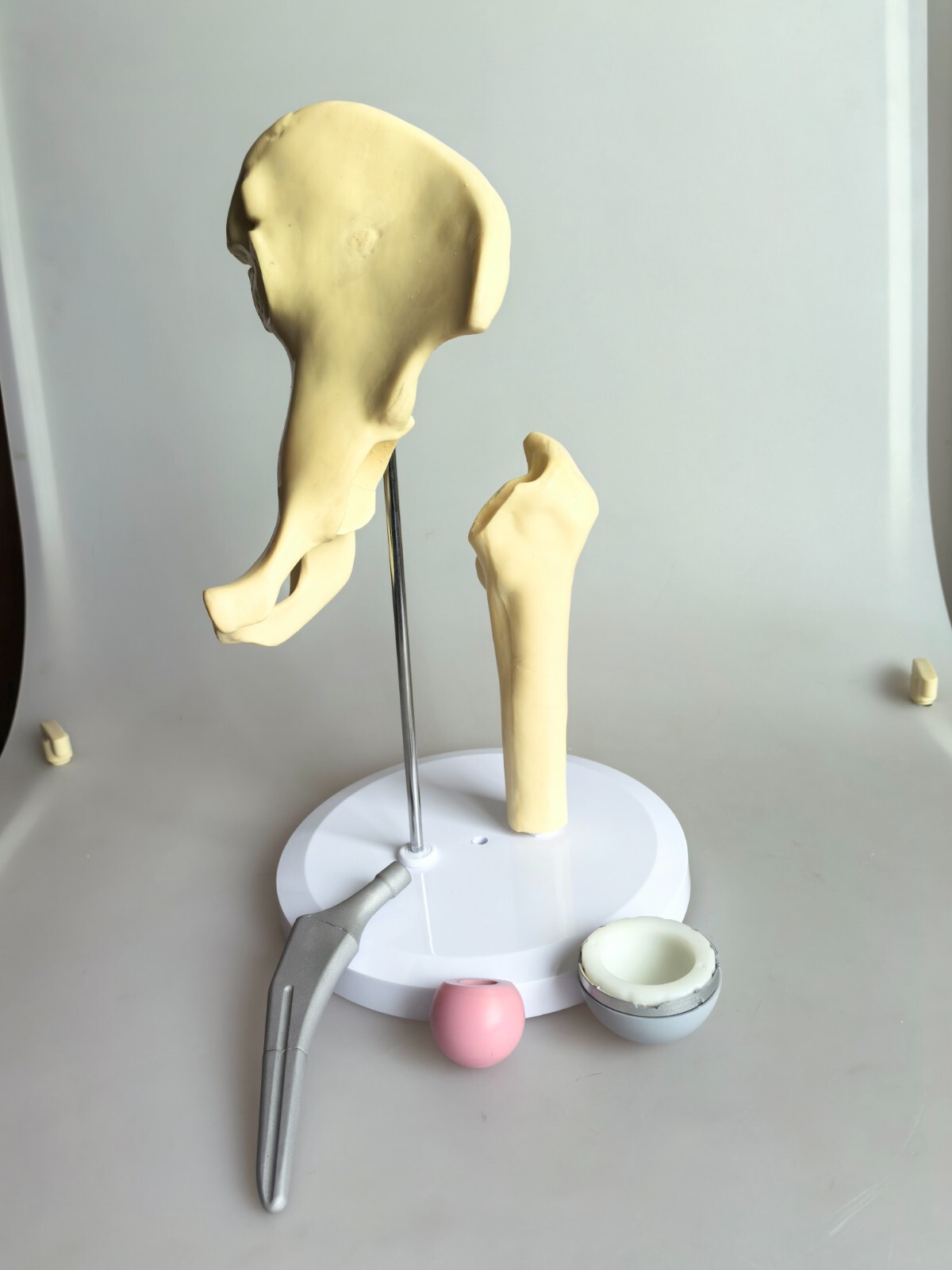 1:1 Artificial Hip Joint Replacement Medical Anatomical Skeleton Model Display