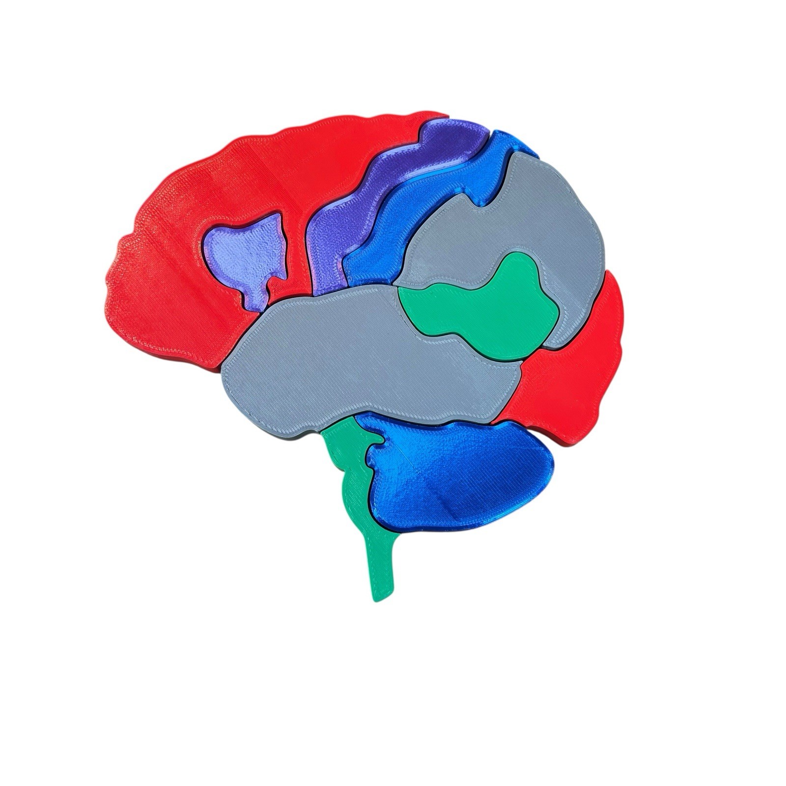 PVC Human Brain Model 3D Puzzle Labeled Functional Anatomy Psychology Medical