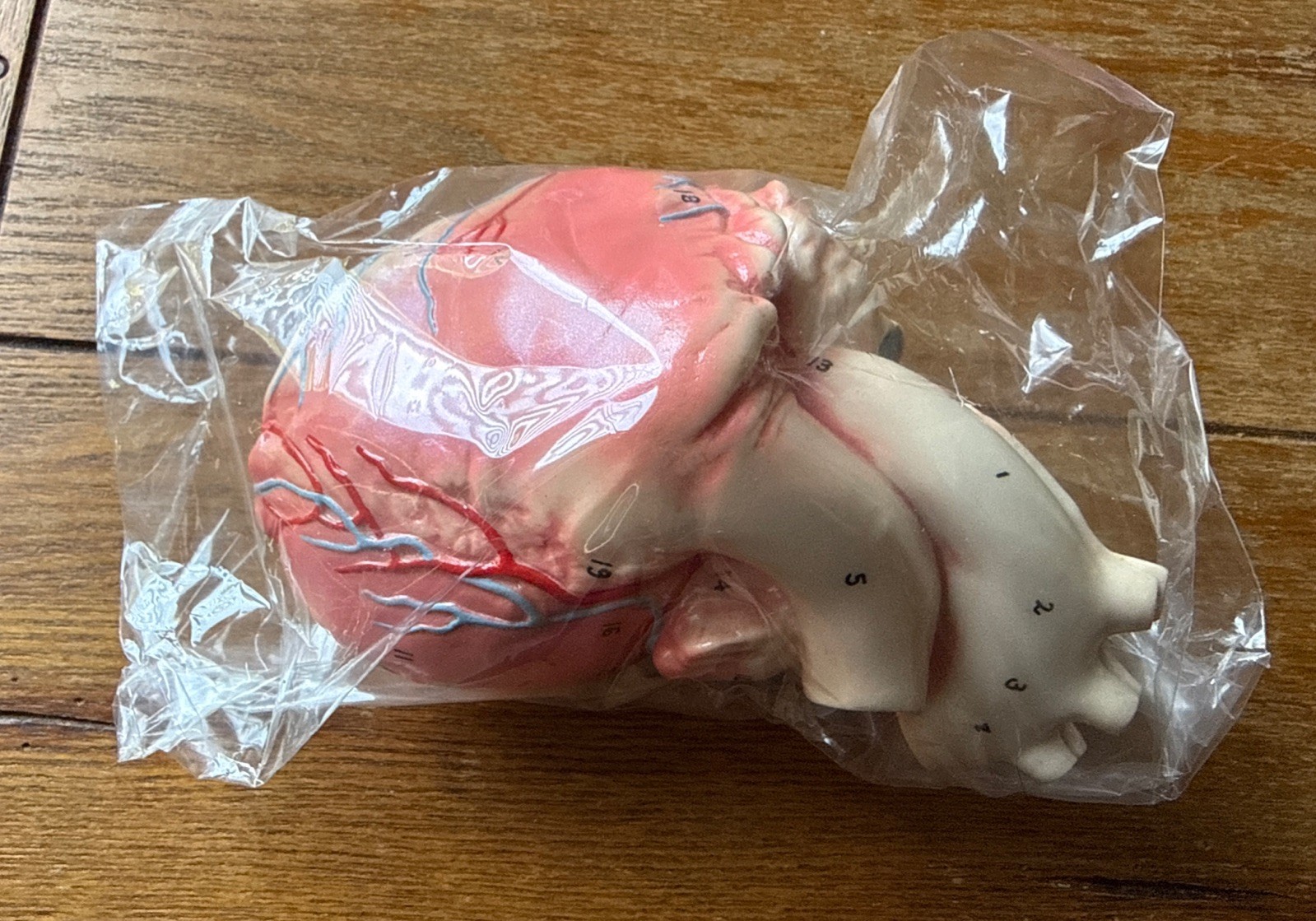 Anatomical Human Heart Numbered Parts New!