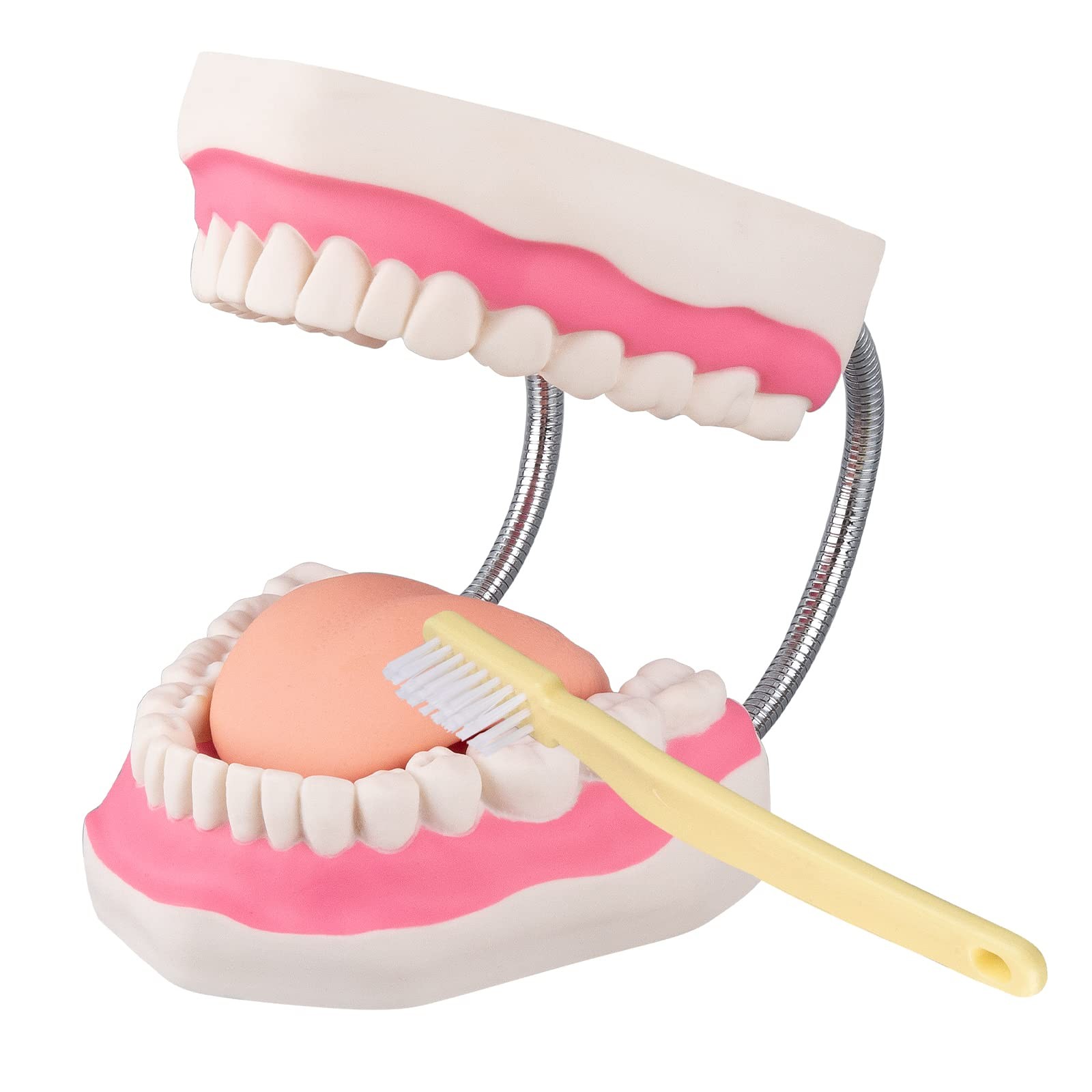 Healthible Tooth Brushing Model – 6 Time Tongue 6 Teeth