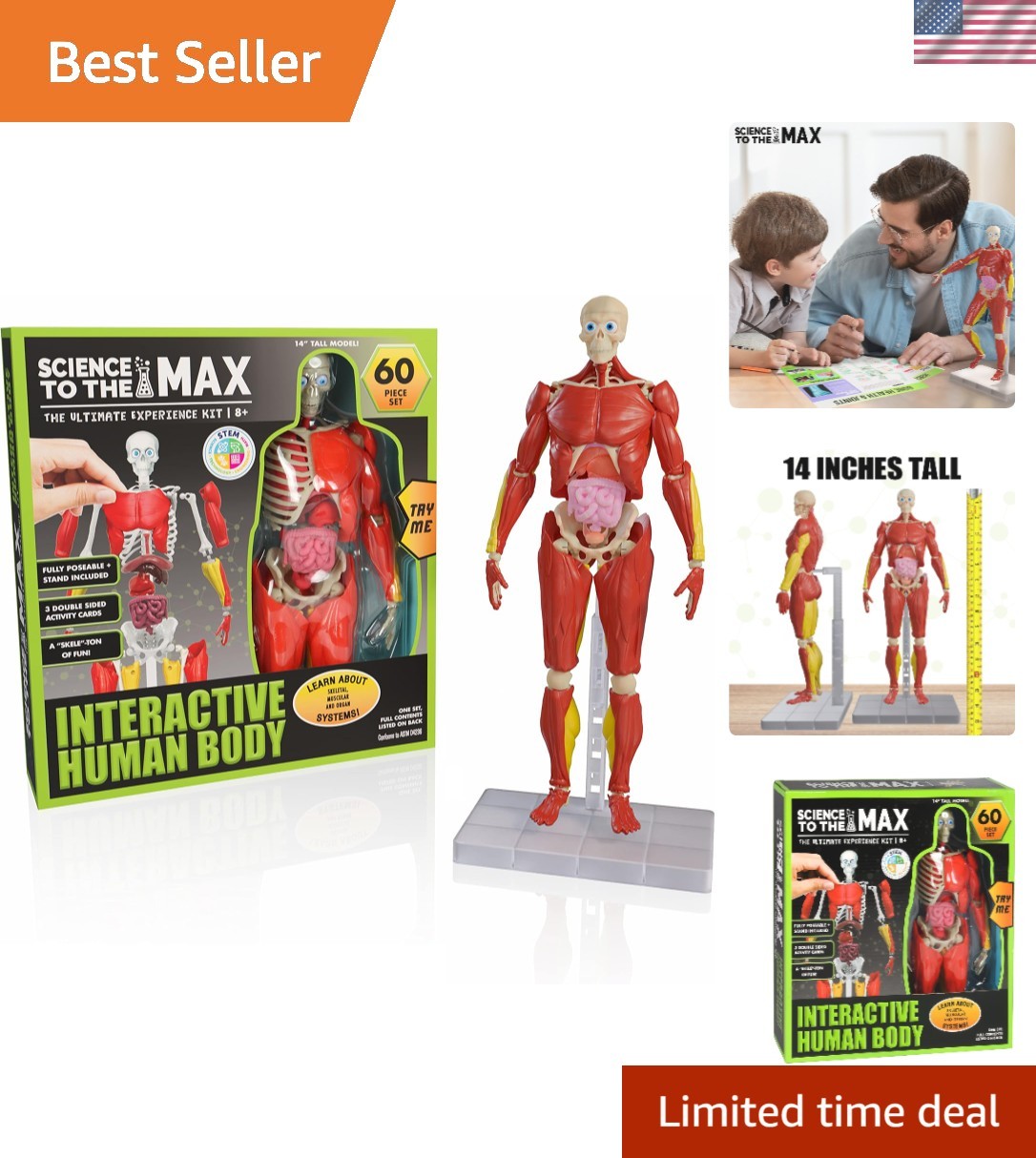 Fully Articulated 14” Human Anatomy Figure with Removable Organs & Muscles