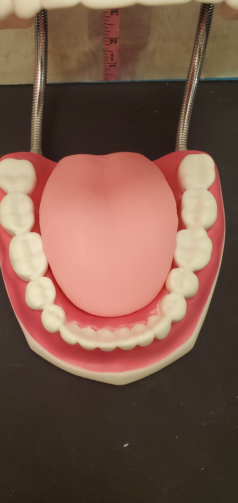 Large big Dentist office Hinge Denture Mouth Teeth Tooth display Decore