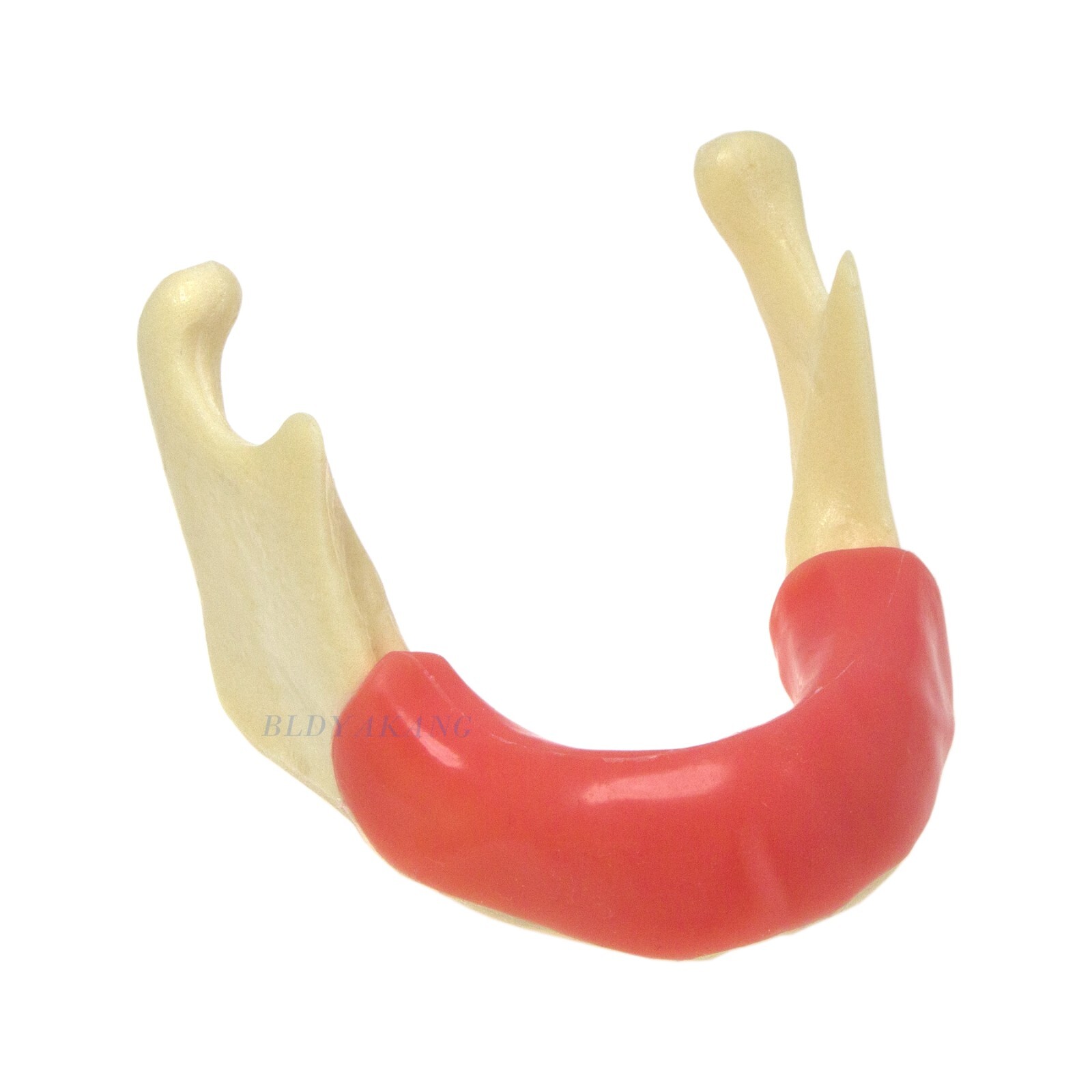 Dental Mandible Implant Jaw Bone Model For Practice Drilling M2022/2023