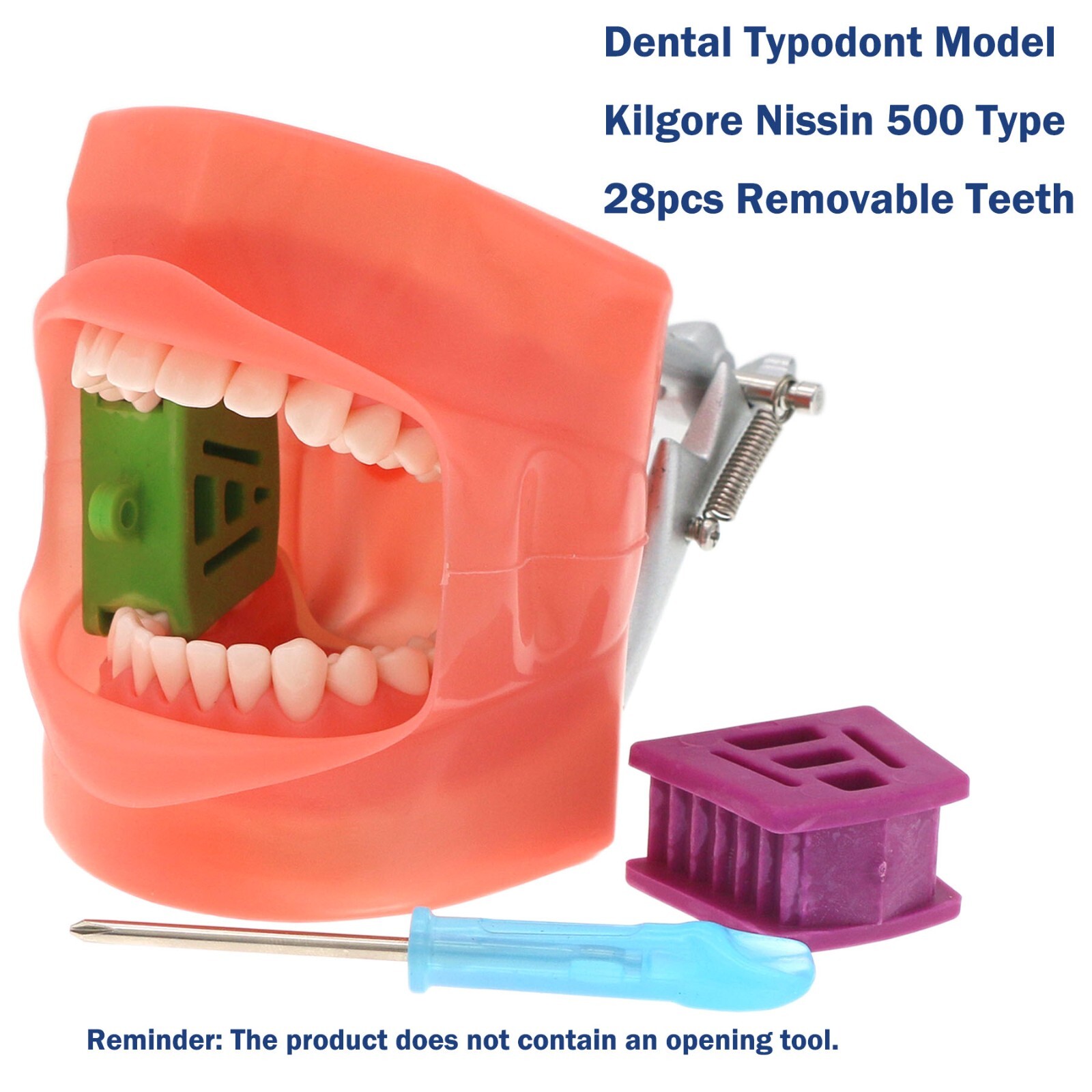 US Dental Typodont Study Detachable Model With Simulated Cheek And Mounting Pole