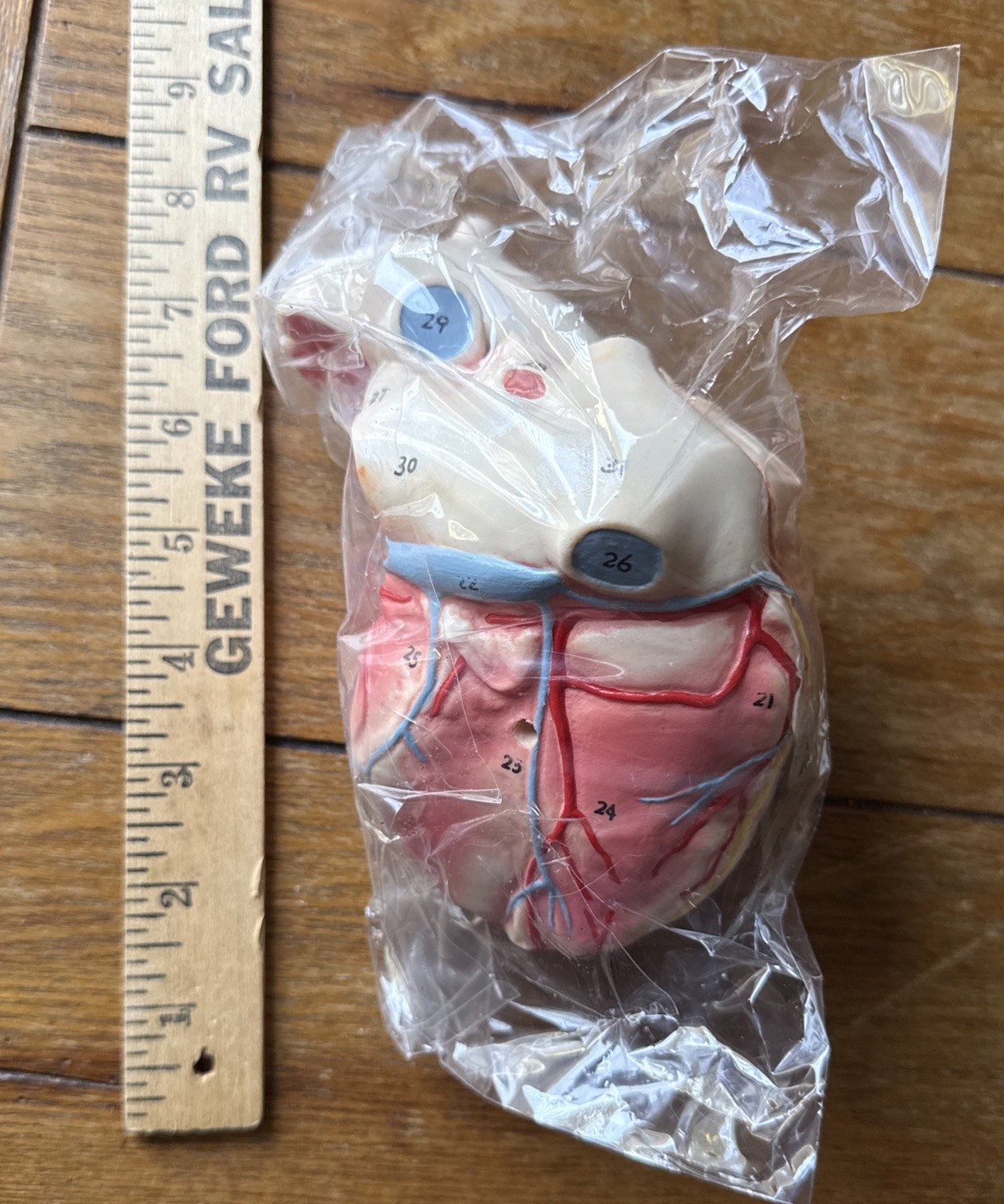Anatomical Human Heart Numbered Parts New!