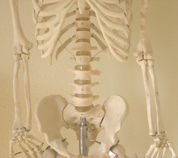 Life size human skeleton anatomical model 5’7″ medical dental student teaching