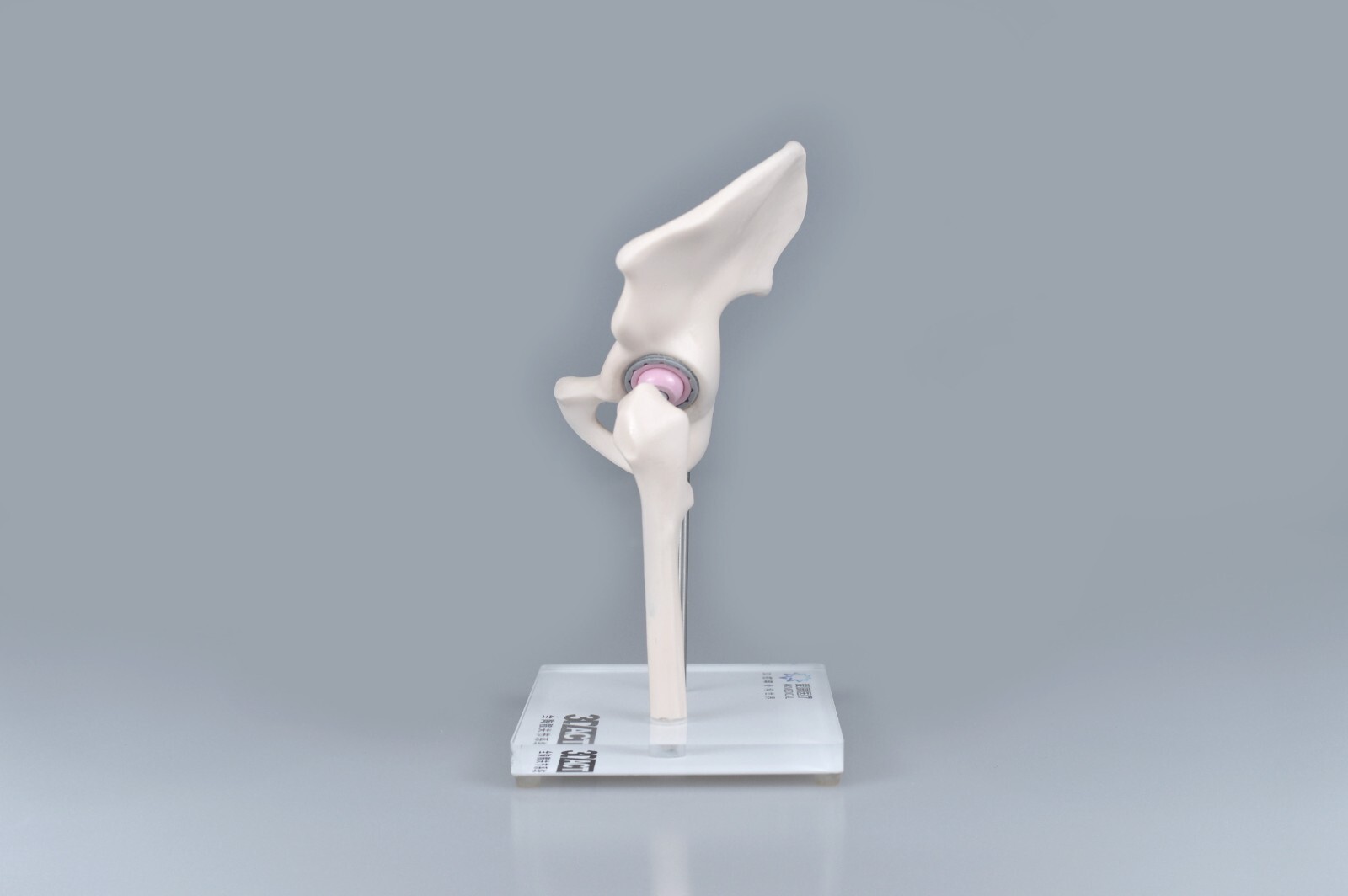 1/3 Artificial Hip Joint Replacement Anatomical Skeleton Demo Display Model