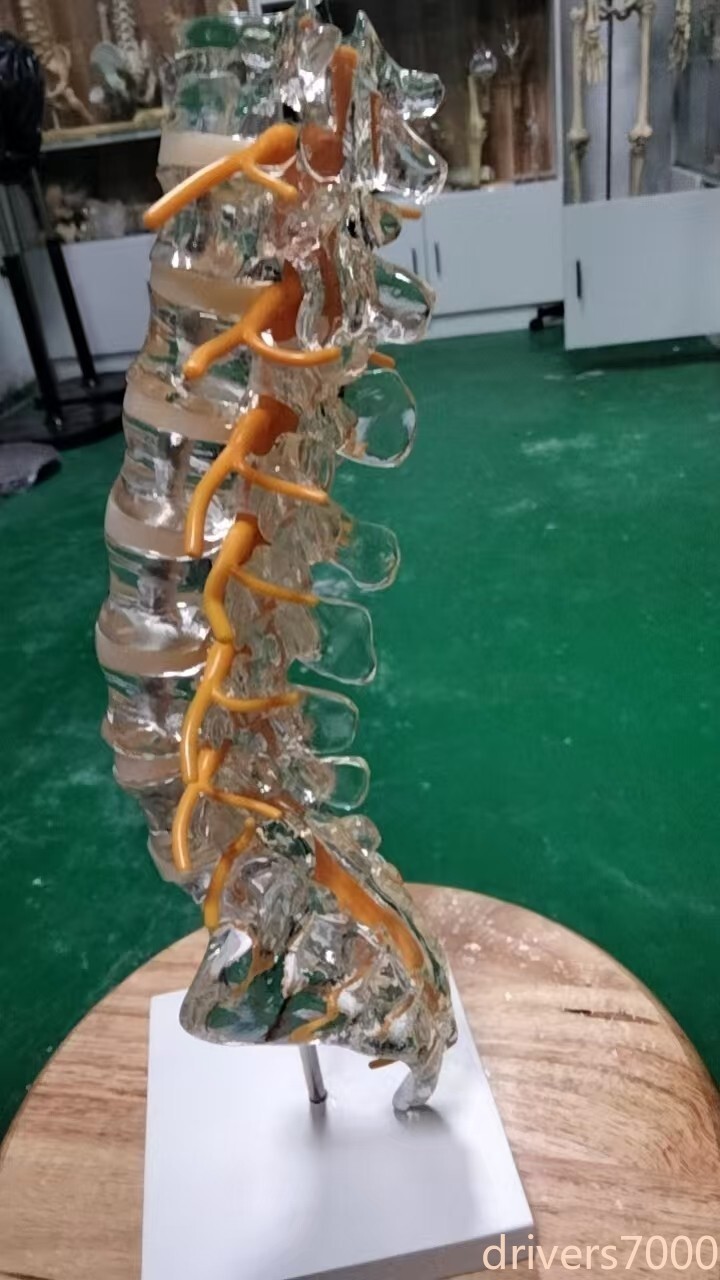 1:1 Transparent Lumbar Spine with Tailbone Intervertebral Nerve Display Model
