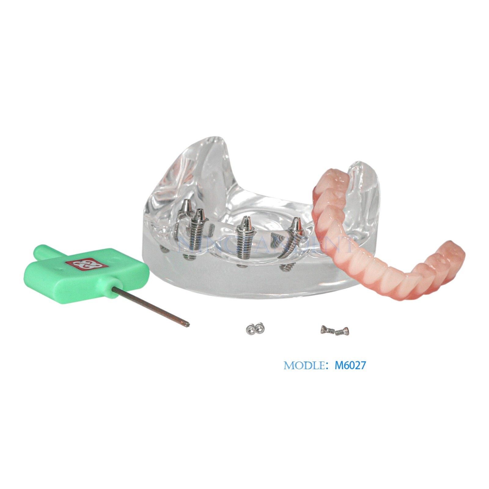 Dental Transparent Lower Jaw Malone Bridge All-on-4 Overdenture Typodont Model