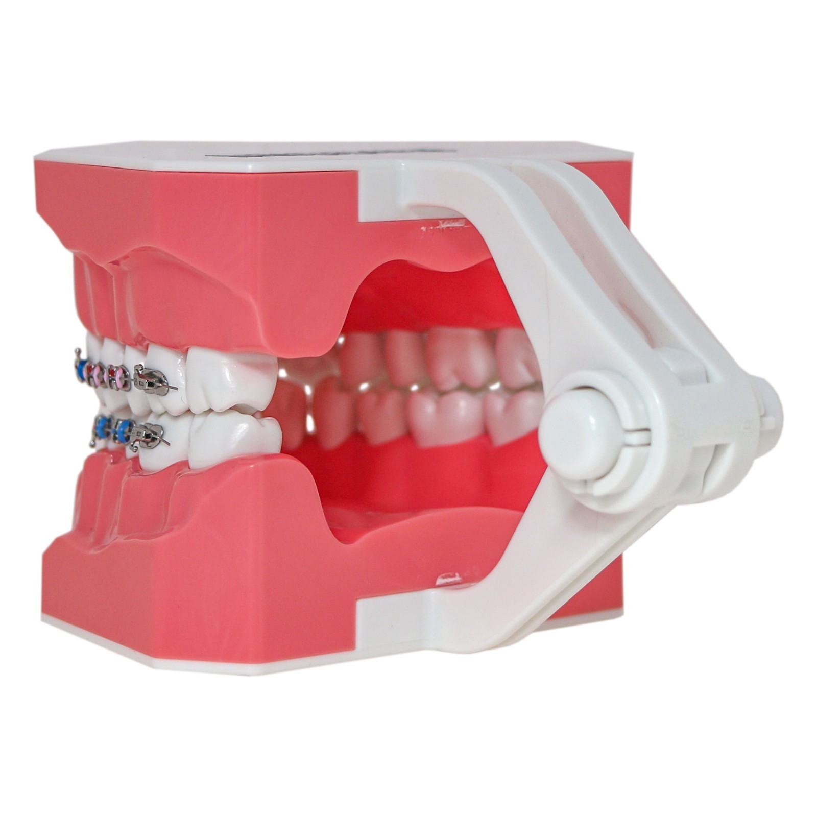 US Dental Typodont 1:1 Teeth Model with/without Orthodontic Brackets Brushing