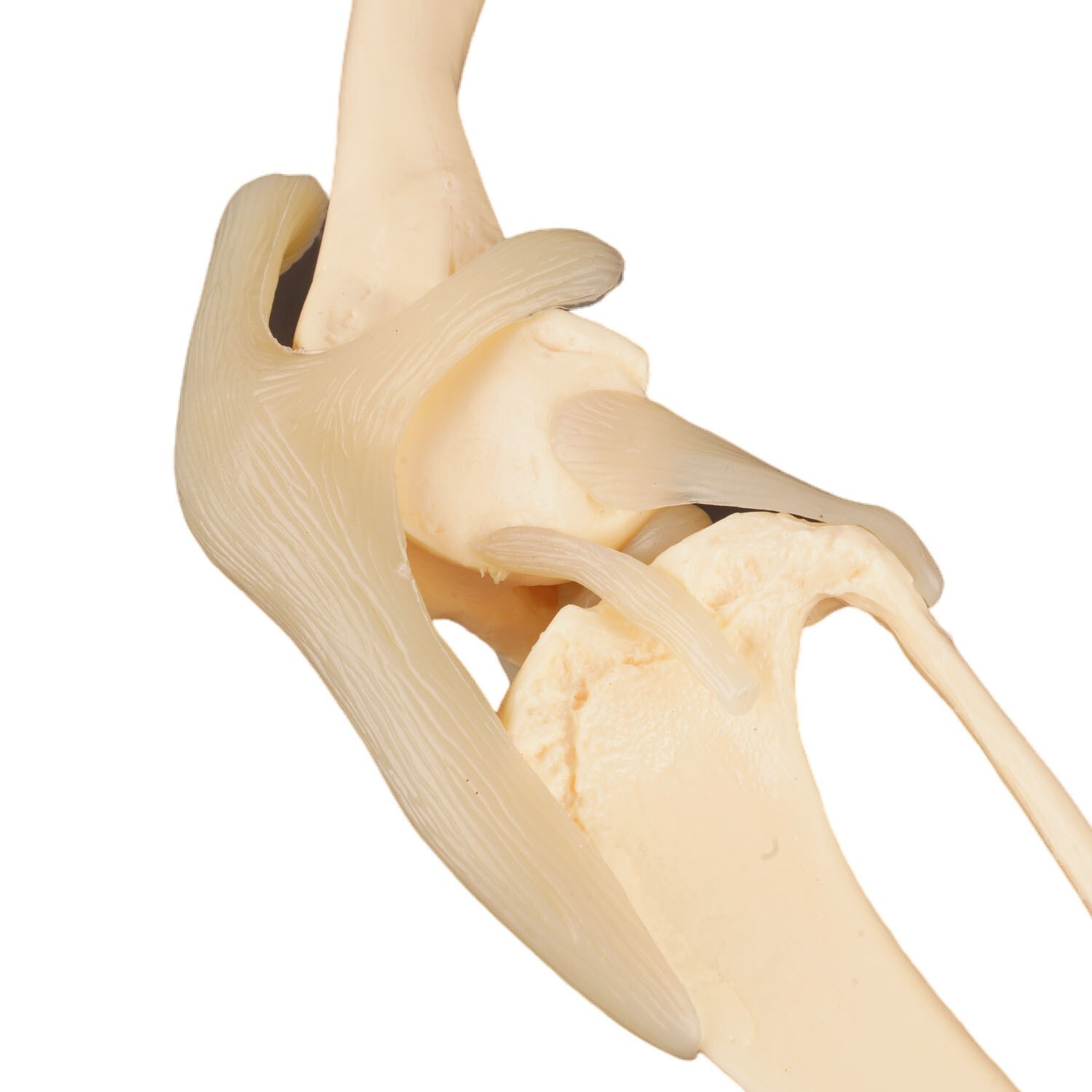 Dog Knee Joint Model Bone Animal Bone Specimen Veterinary Teaching Tools