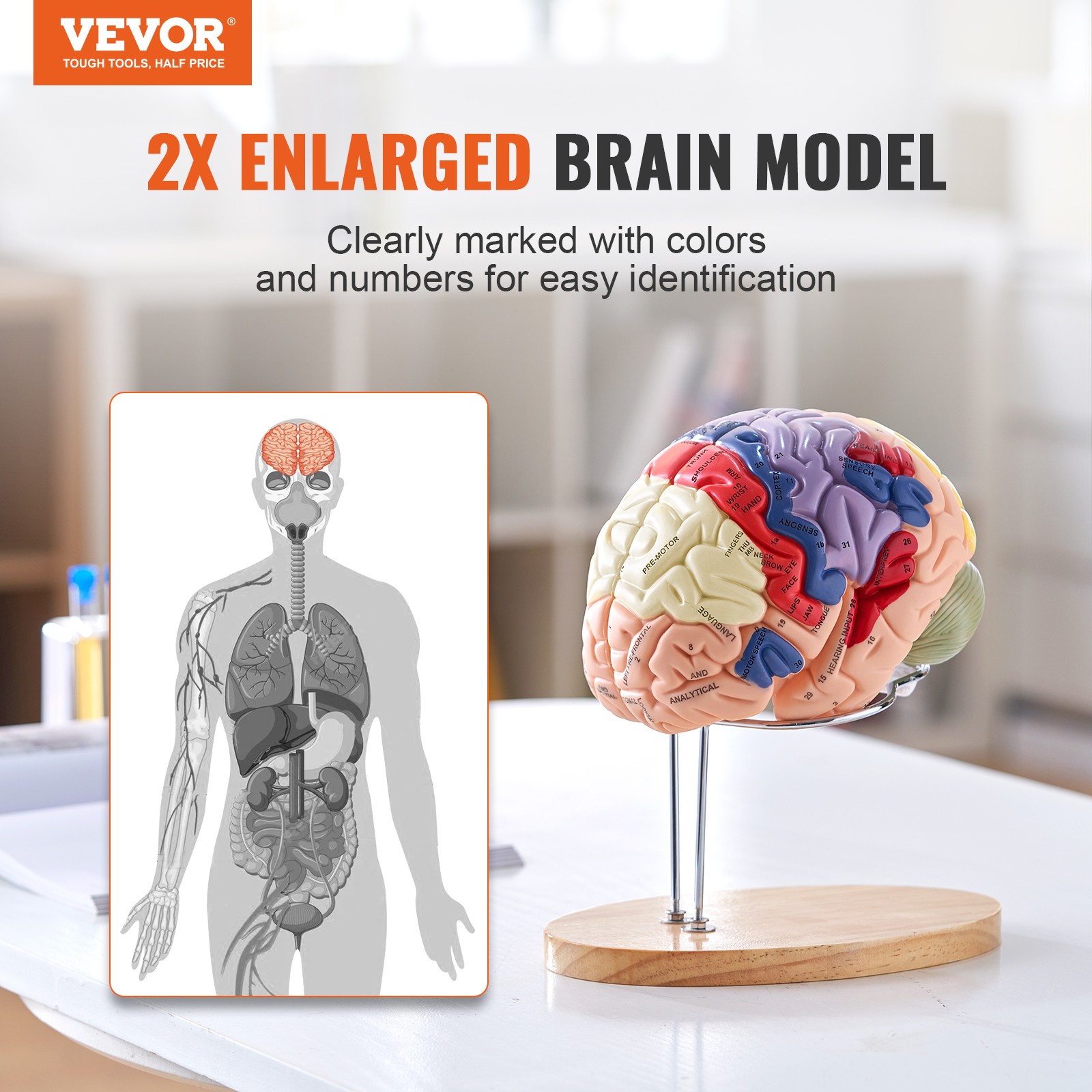 VEVOR Human Brain Model Anatomy Teaching Brain Model 4-Part Labeled 2X Enlarged