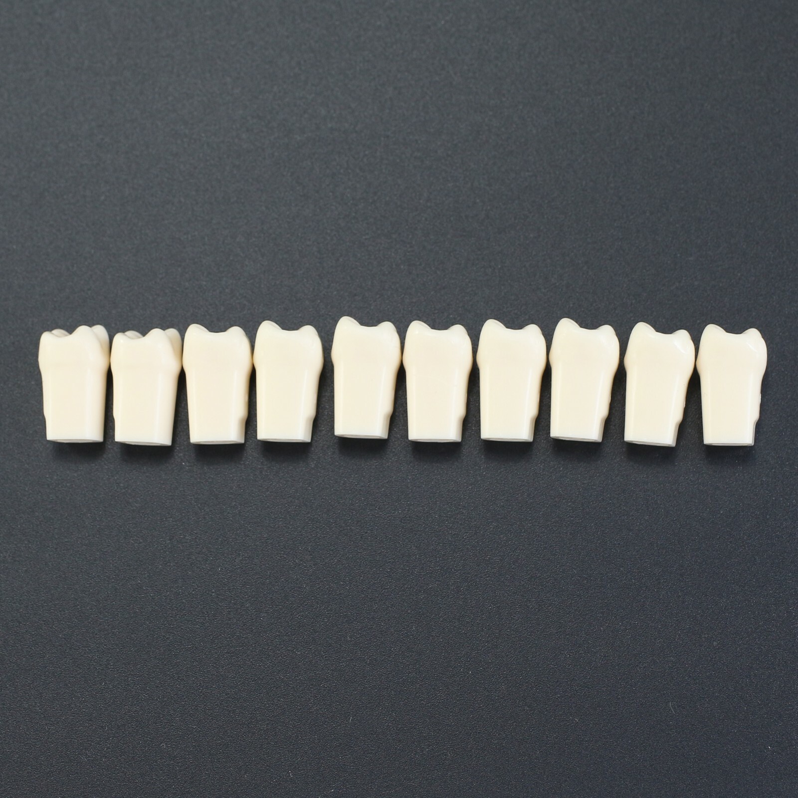 10pcs/lot Individual Replacement Teeth For 32 Teeth Typodont Kilgore Nissin 200