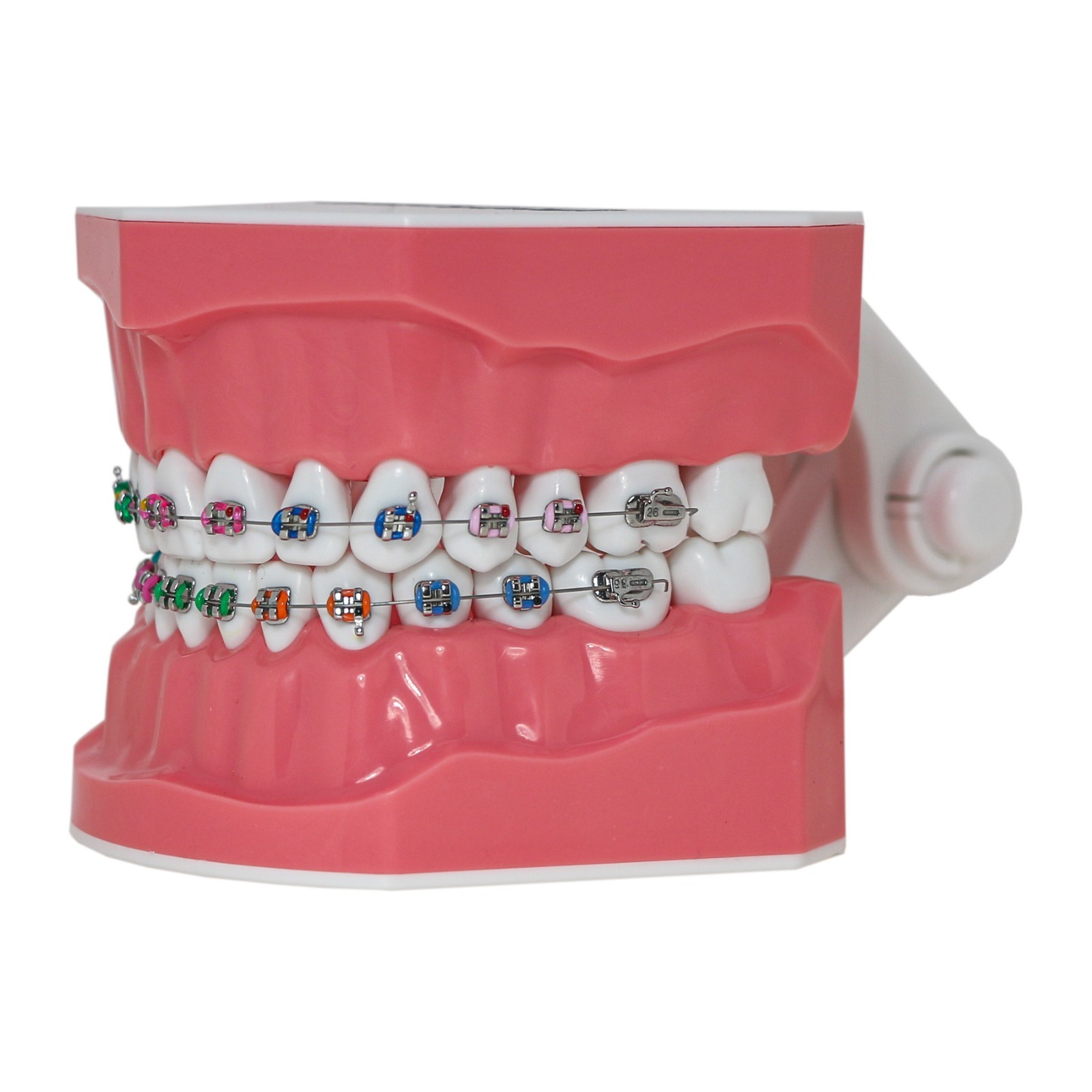 US Dental Typodont 1:1 Teeth Model with/without Orthodontic Brackets Brushing