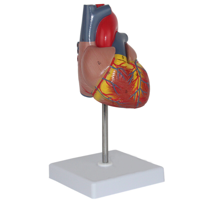 Disassembled Anatomical Human Heart Model Anatomy Medical Teaching Tool US STOCK