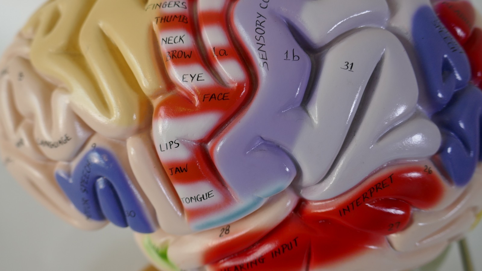 Denoyer-Geppert Brain Anatomical Model Medical Teaching – Numbers & function