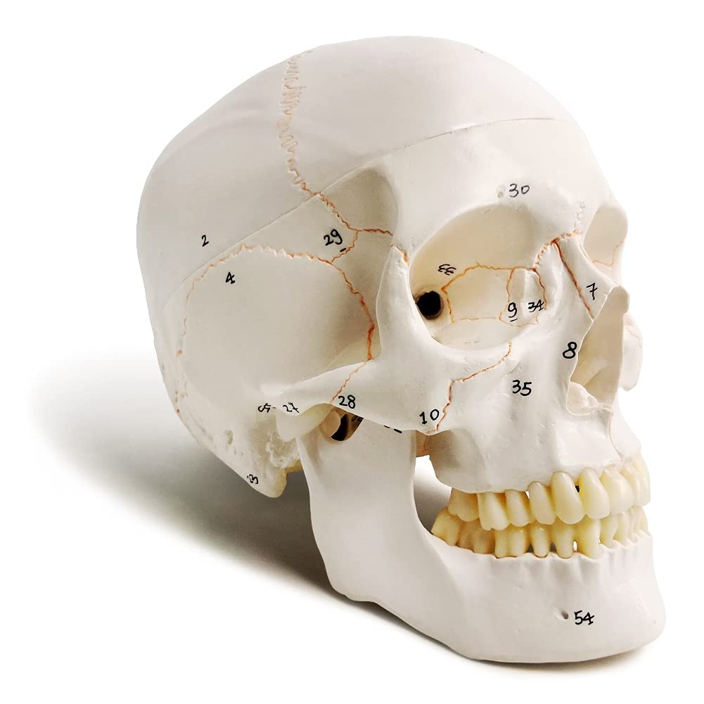 EVOTECH SCIENTIFIC Classic Numbered Human Skull Model, Life Size 9″ Medical…