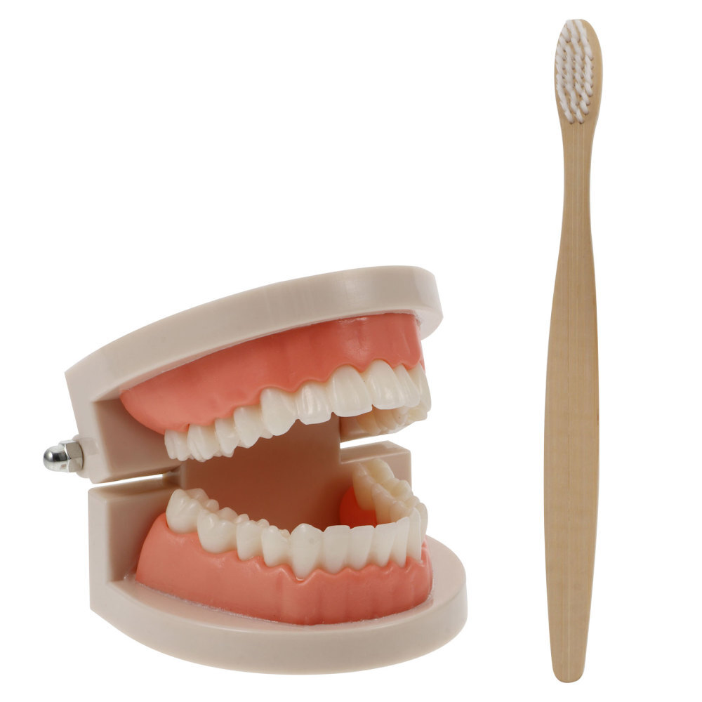 1 Set Child Teeth Model Teaching Study Oral Education Tooth Model Random Color