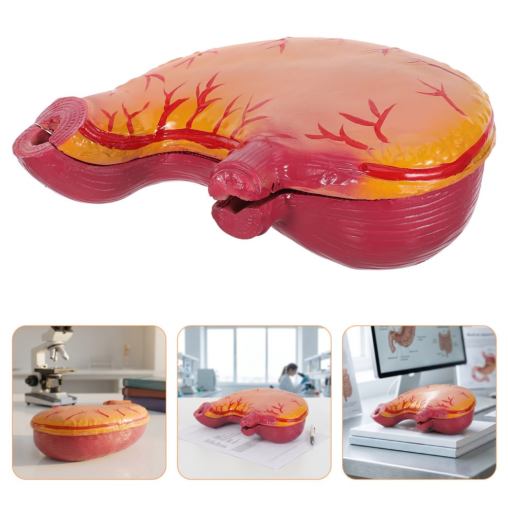 Stomach Anatomical Model: Stomach Study Model – Organ Anatomy Equipment –
