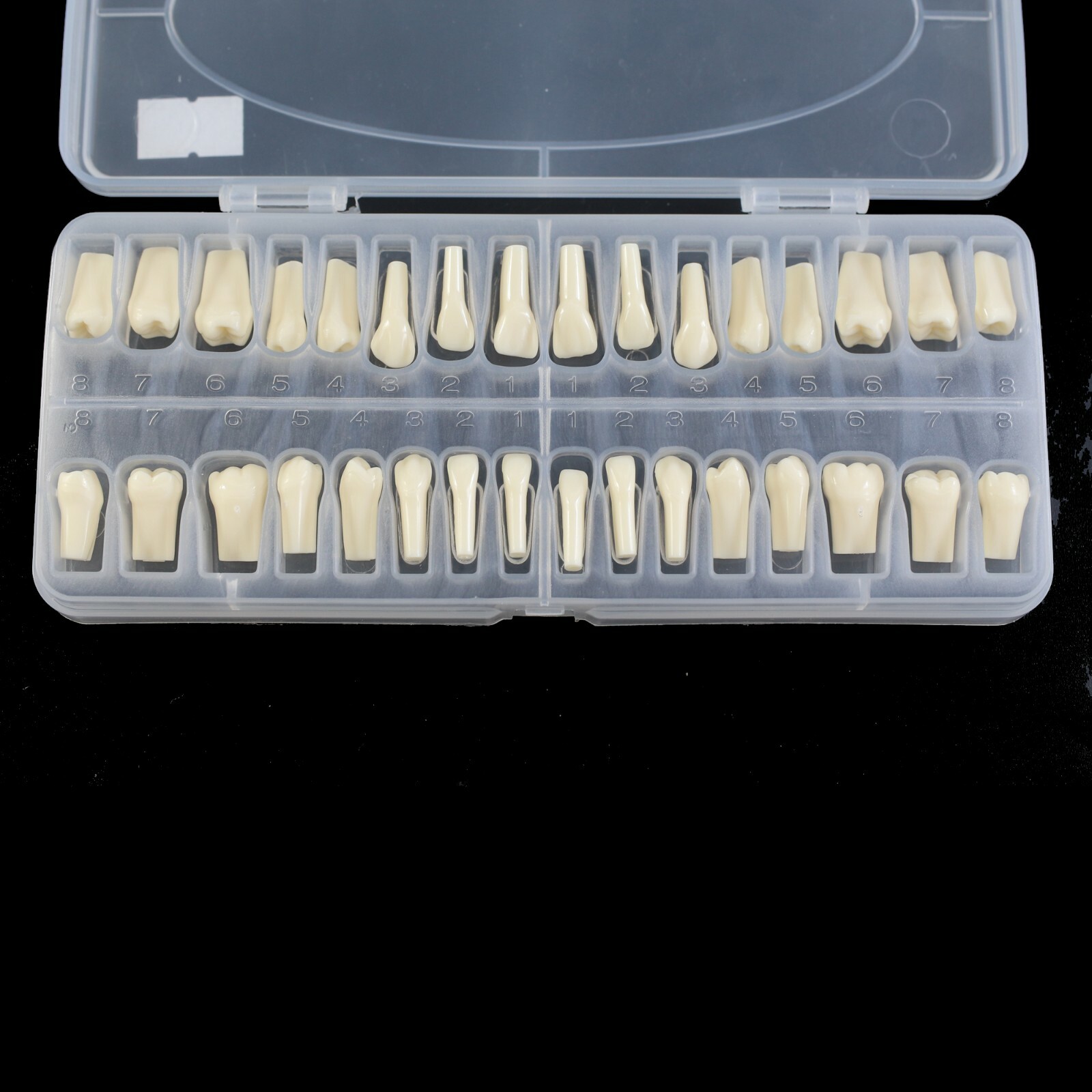 Dental Typodont Model Replacement 32PCS Teeth Mounting Pole Kilgore Nissin 200