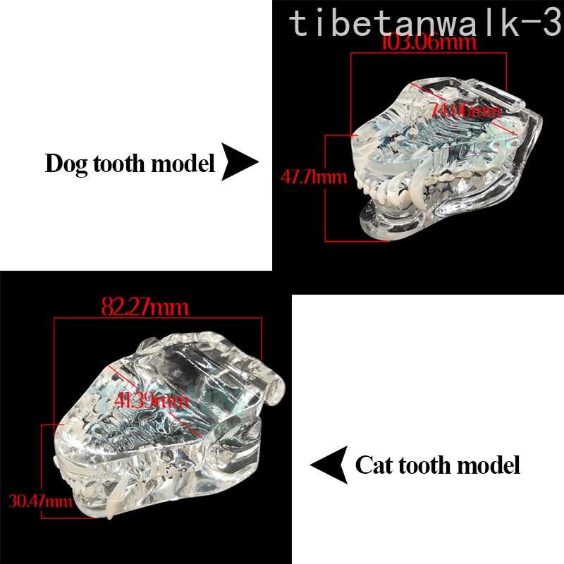 Transparent Dog Tooth Cat Teeth Model Dental Animals Teeth Of Dog Cat model
