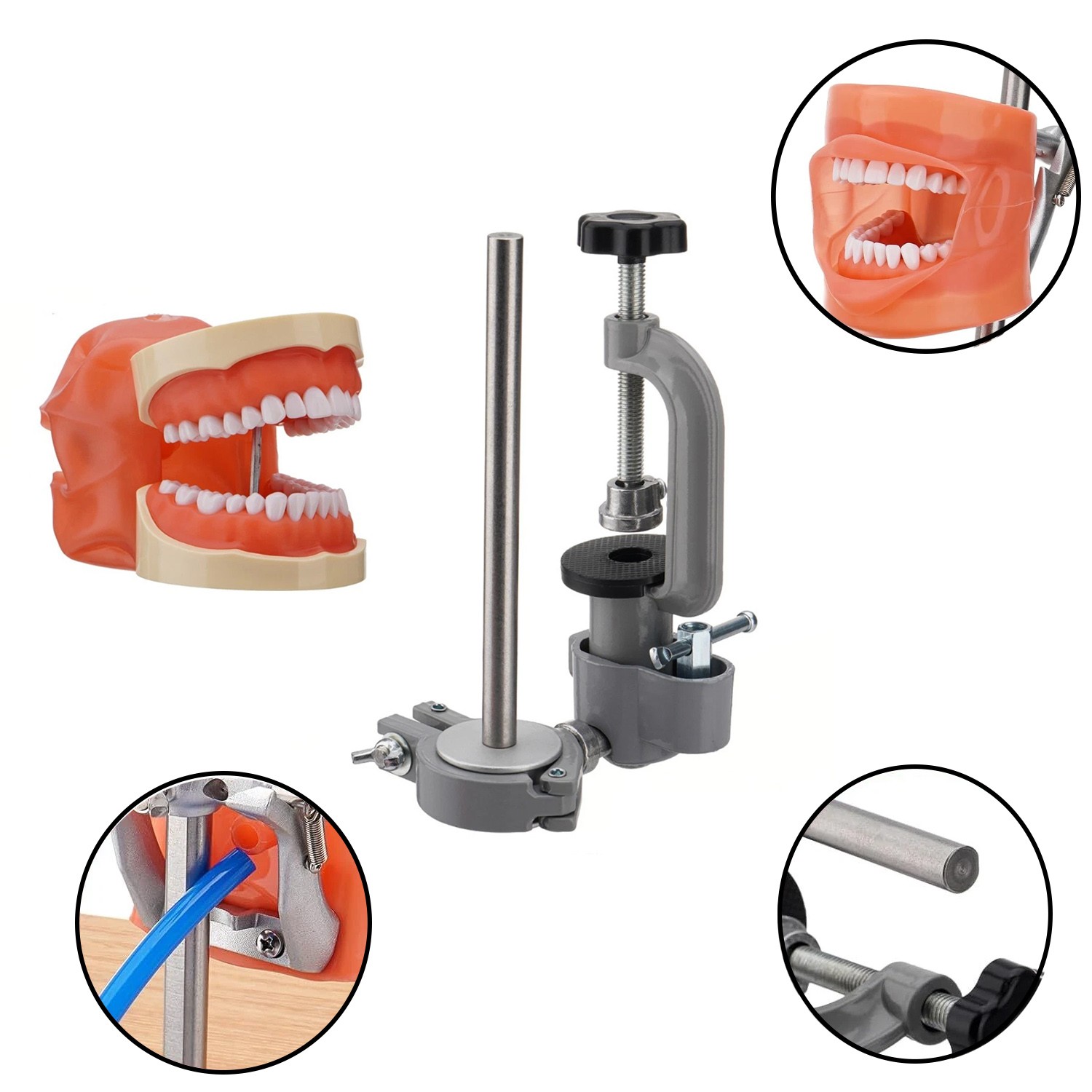 Dental Typodont Mounting Pole & 32 Removable Teeth Model Set – 360° Rotating USA