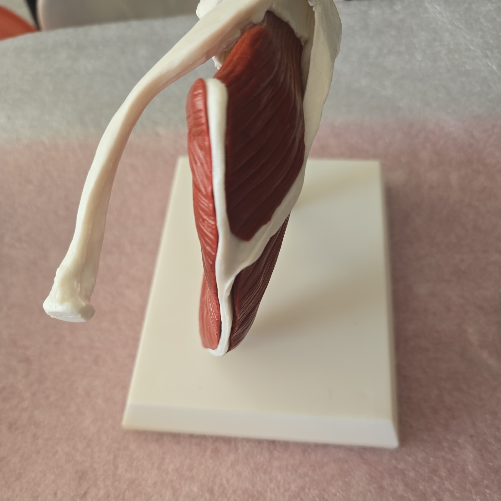 Life Size Human Shoulder Joint Model with Muscles and Ligaments Anatomic Model