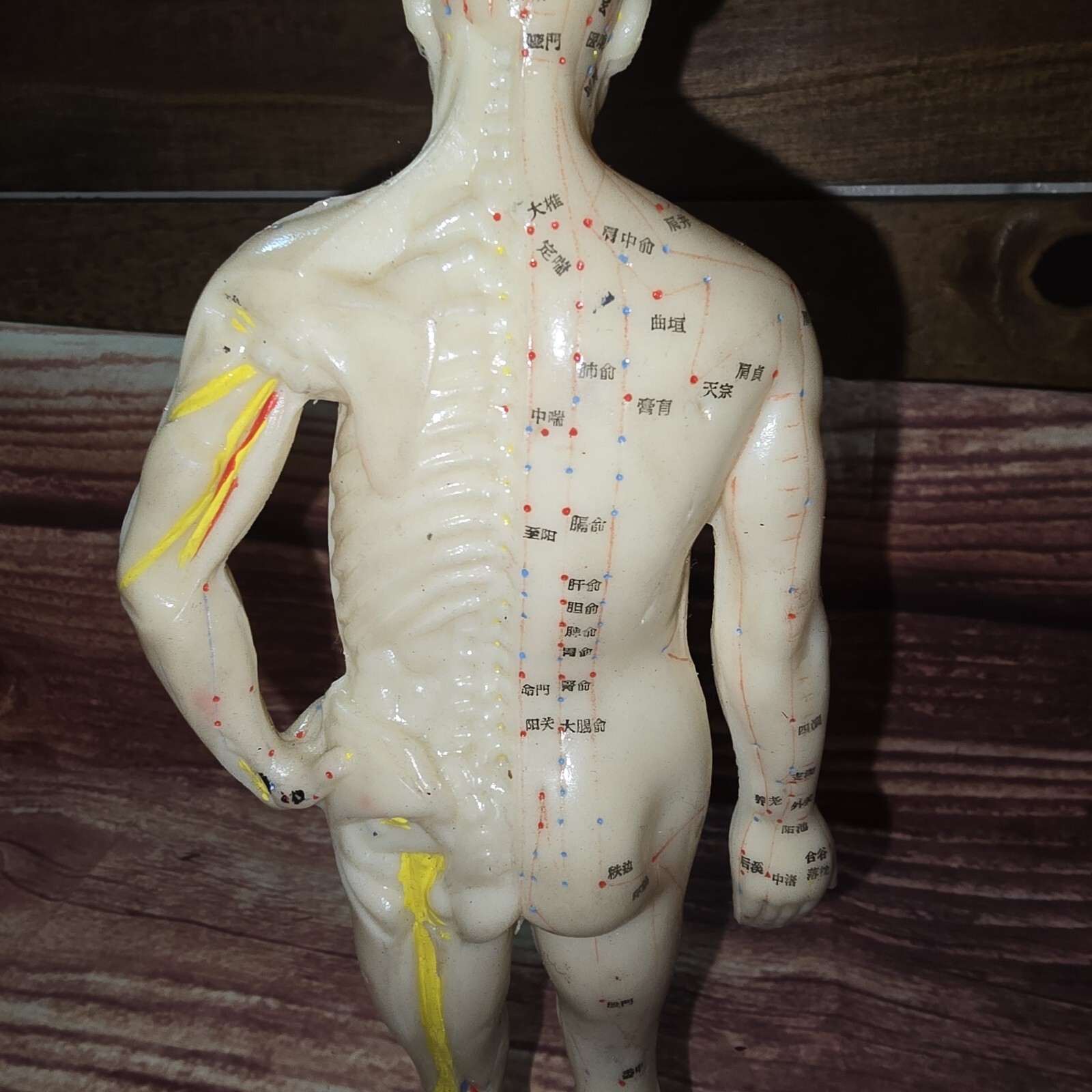 10″ human Chinese acupuncture model 26cm tall anatomical sculpture figurine New