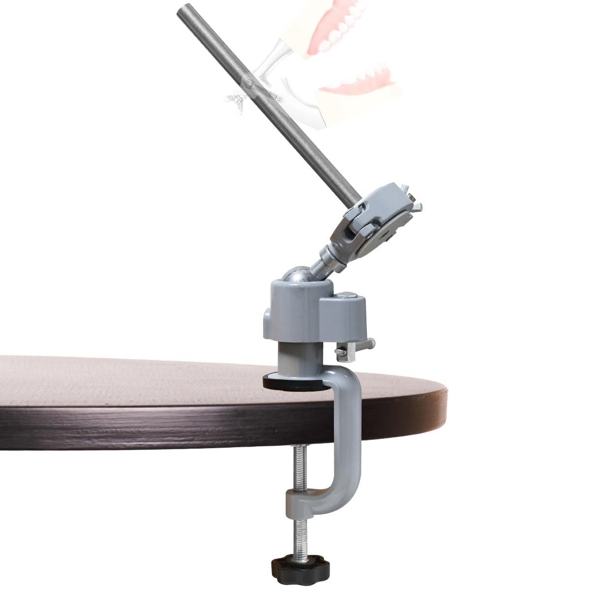Dental Typodont Mounting Pole Implant Pole 360° Dental Simulator not Teeth Model