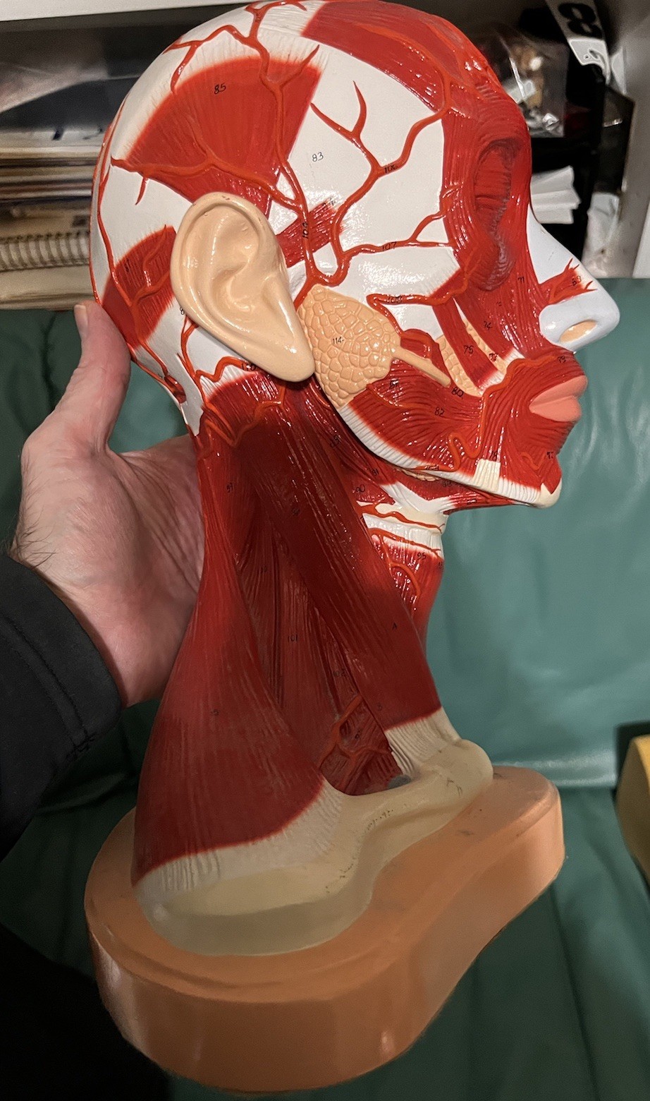 Denoyer-Geppert Head & Neck Muscle Anatomy Model Life Size Medical Teaching USA