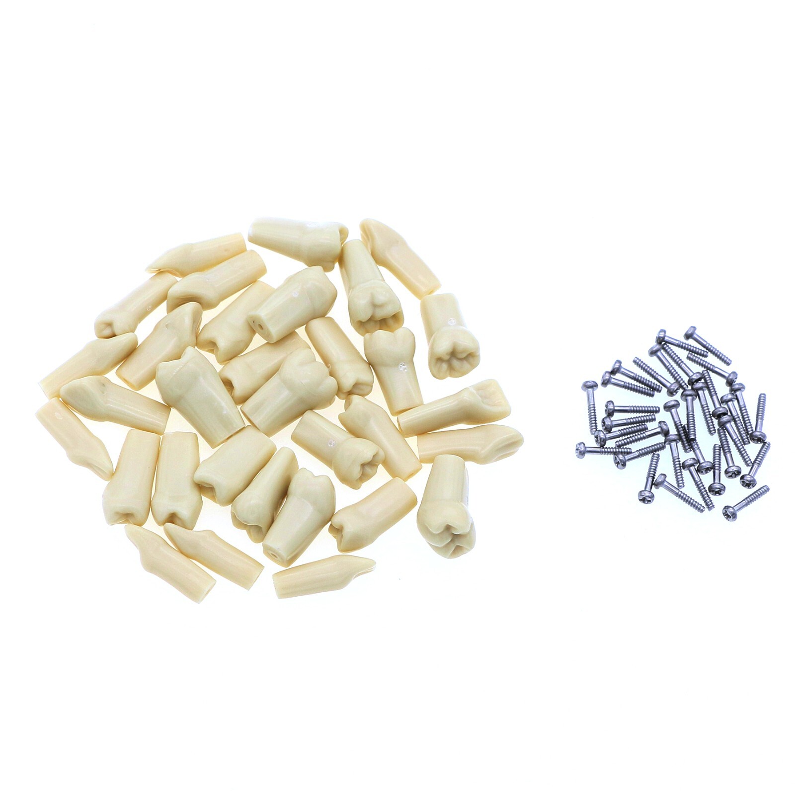 Dental Typodont & Implant Models – Educational, Pathology, Restoration Training