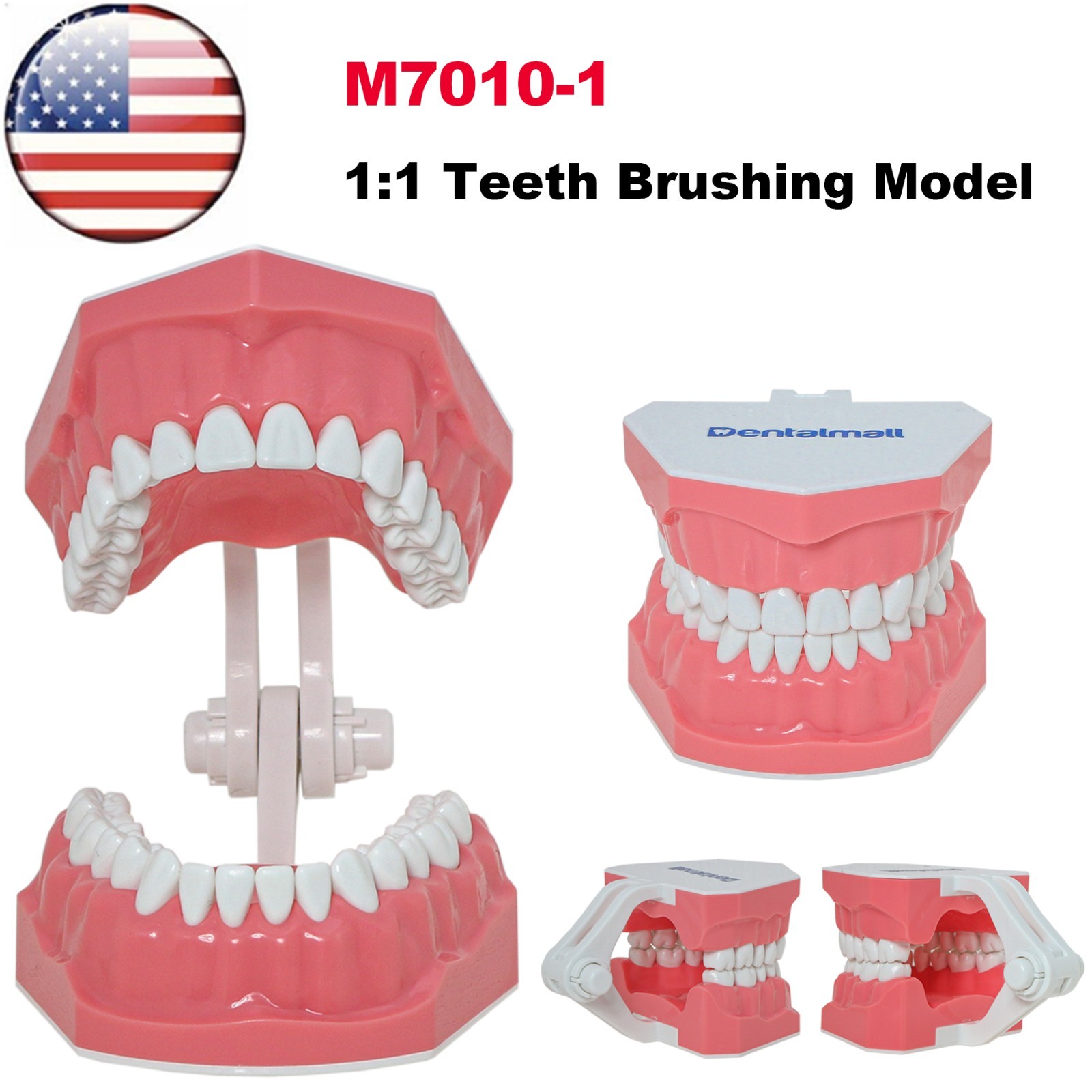 US Dental Typodont 1:1 Standard Brushing Flossing Practice Teeth Model M7010-1