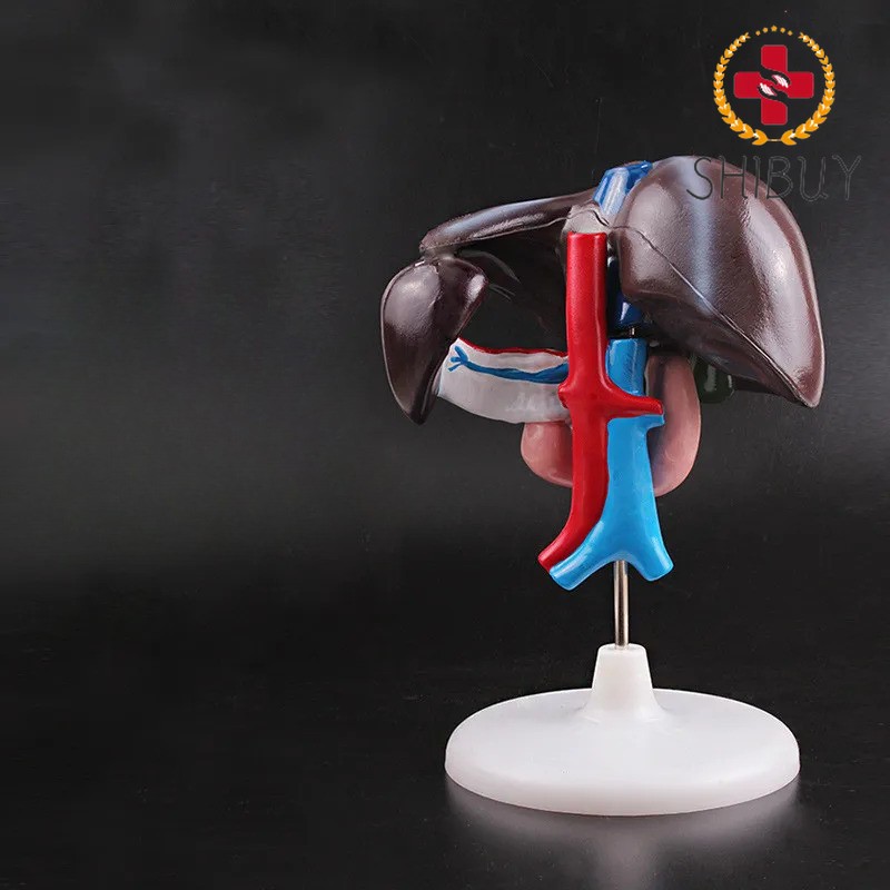 1:1 Life Size Human Medical Anatomical Liver Duodenum Pancreas Model