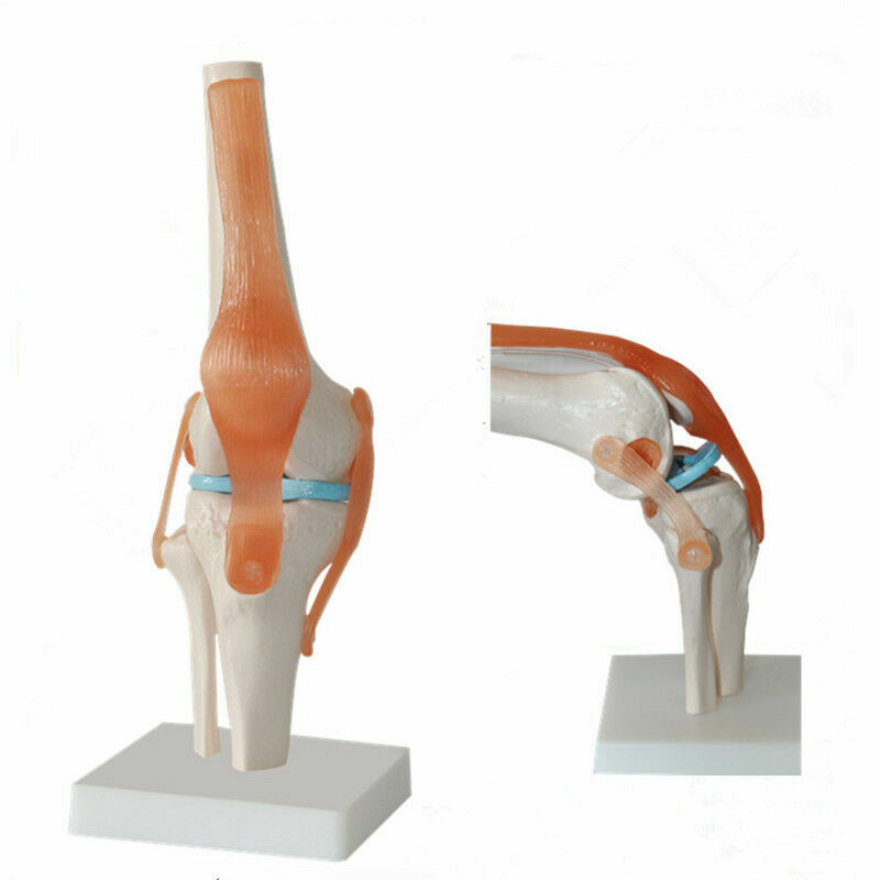 1:1 Size Human Knee Joint Simulation Model Medical Anatomy Education US STOCK