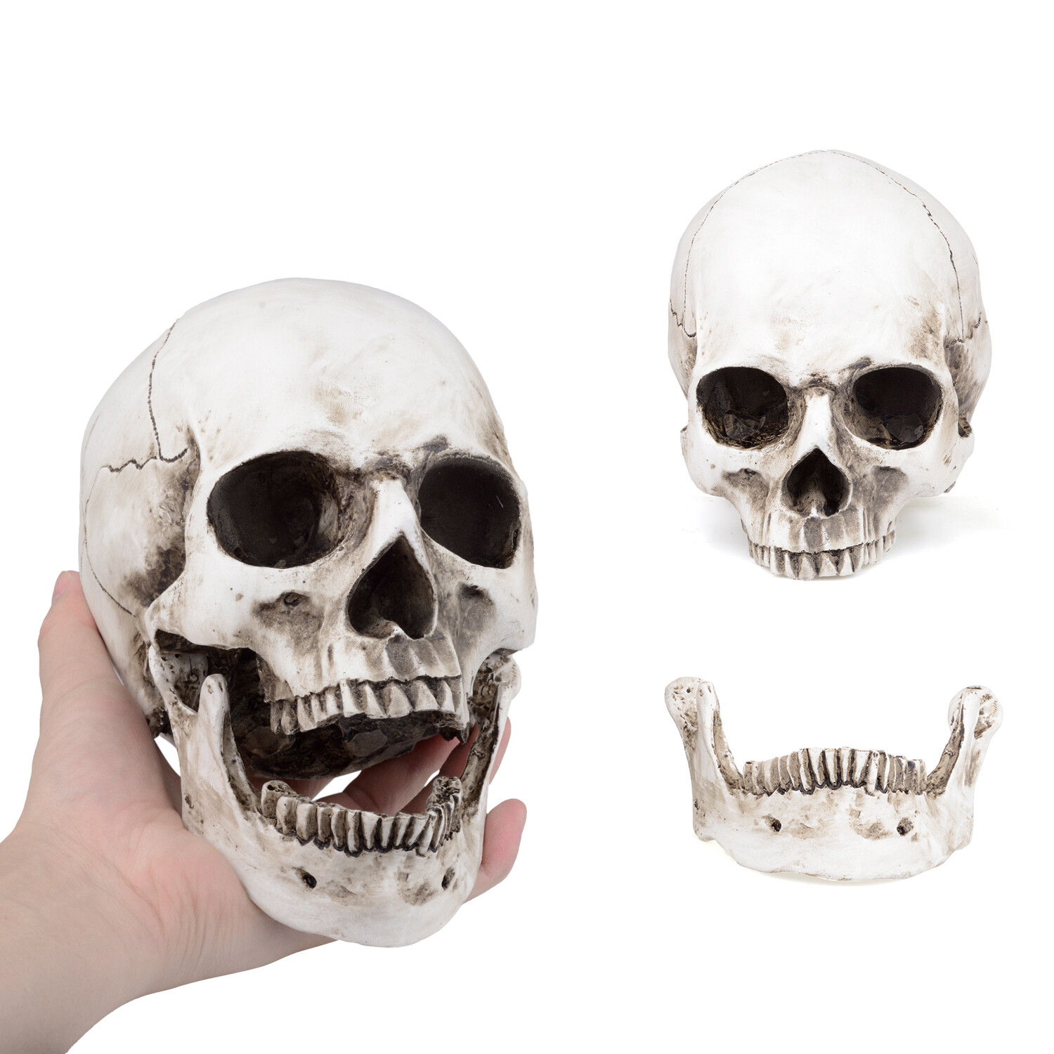 1:1 Retro Realistic HumanSkull Replica Resin Anatomical Model Removable Jaw/Chin